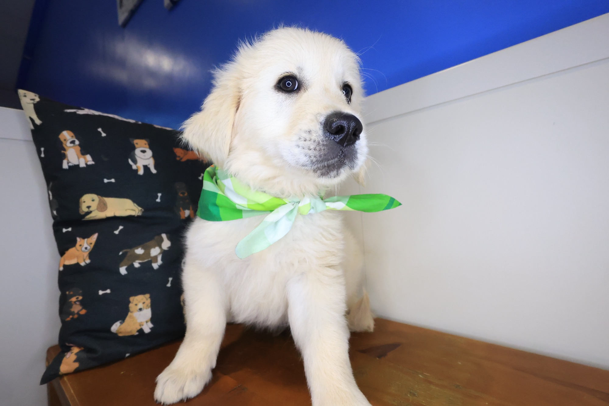 Hiccup, Golden Retriever puppy photo 4