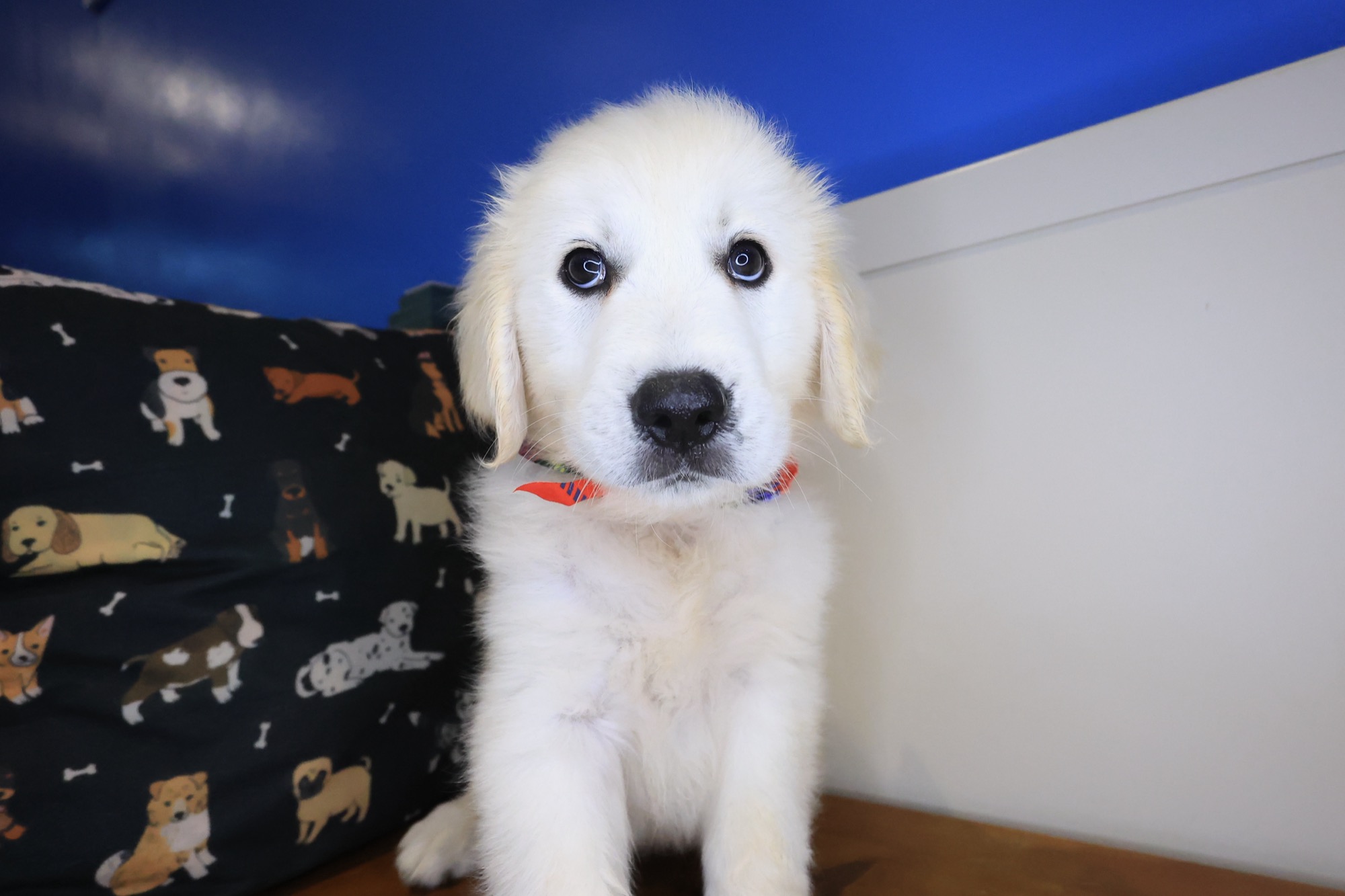 Dobby, Golden Retriever puppy