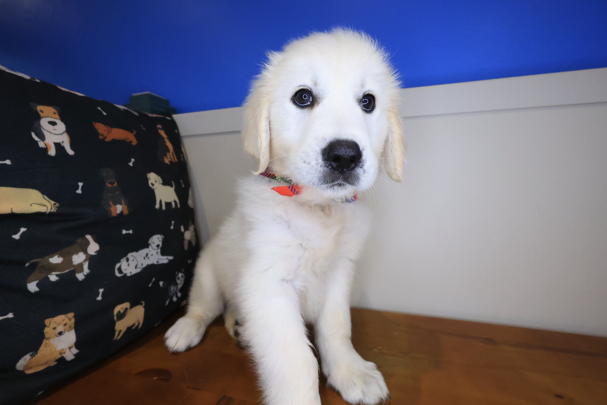 Dobby, Golden Retriever puppy photo 2