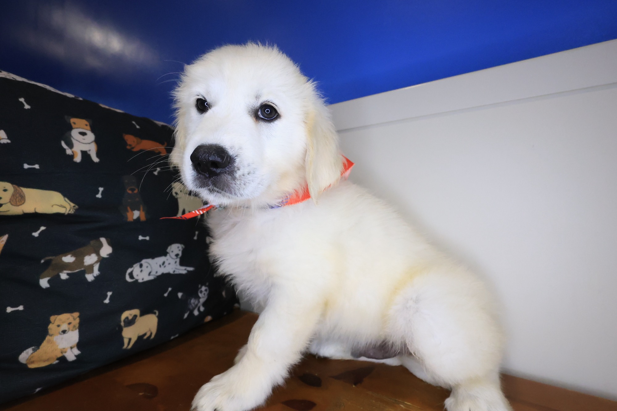 Dobby, Golden Retriever puppy photo 3