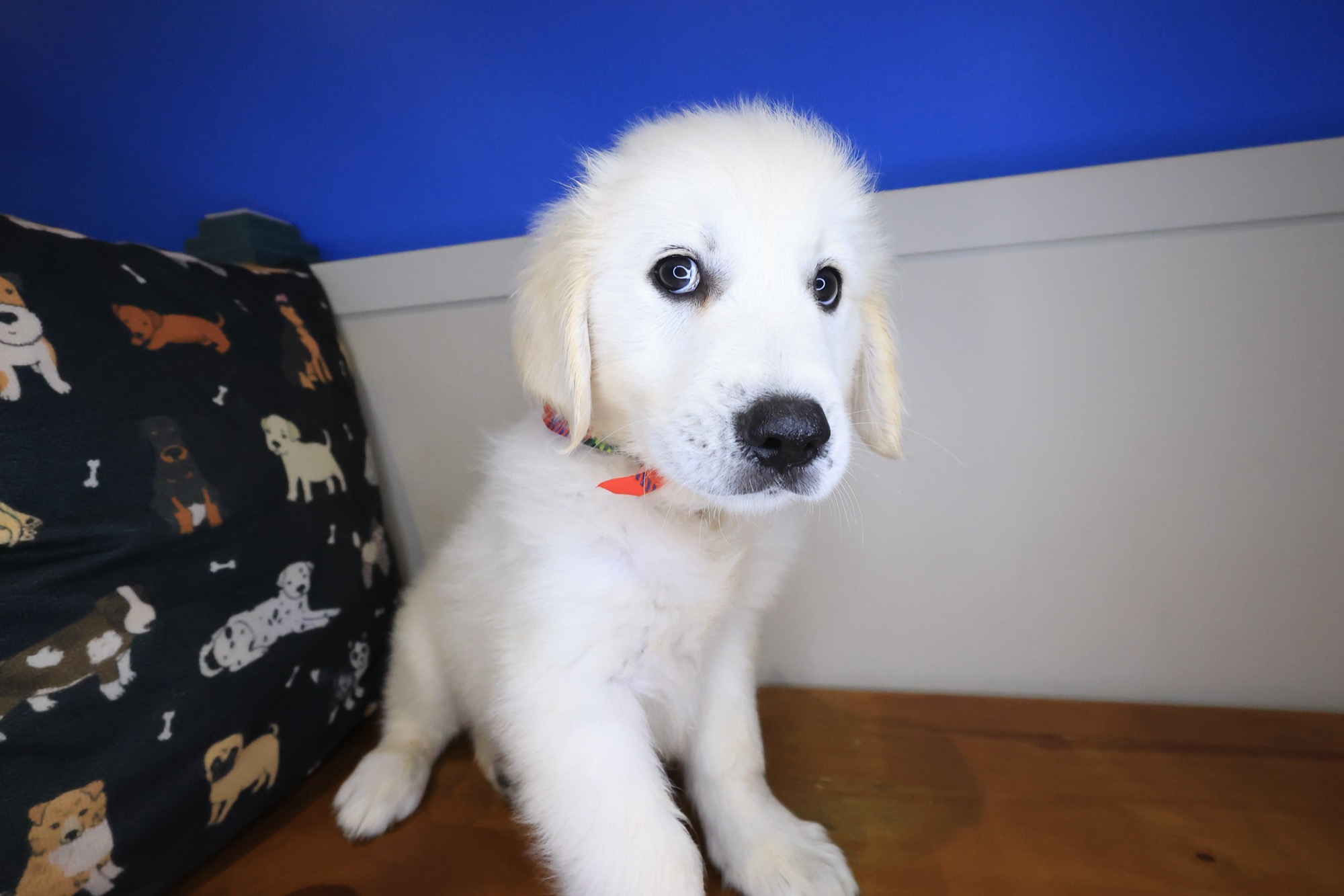 Dobby, Golden Retriever puppy photo 4