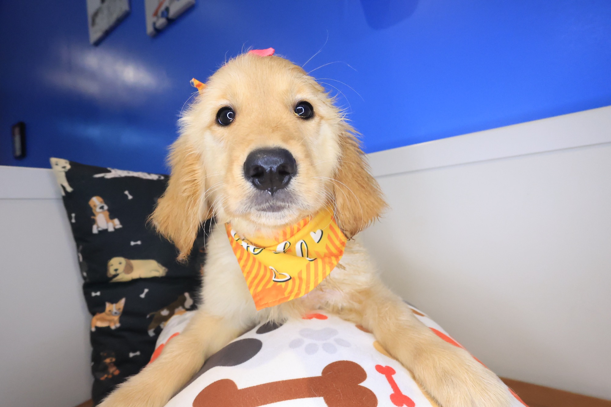 Marley, Golden Retriever puppy photo 2