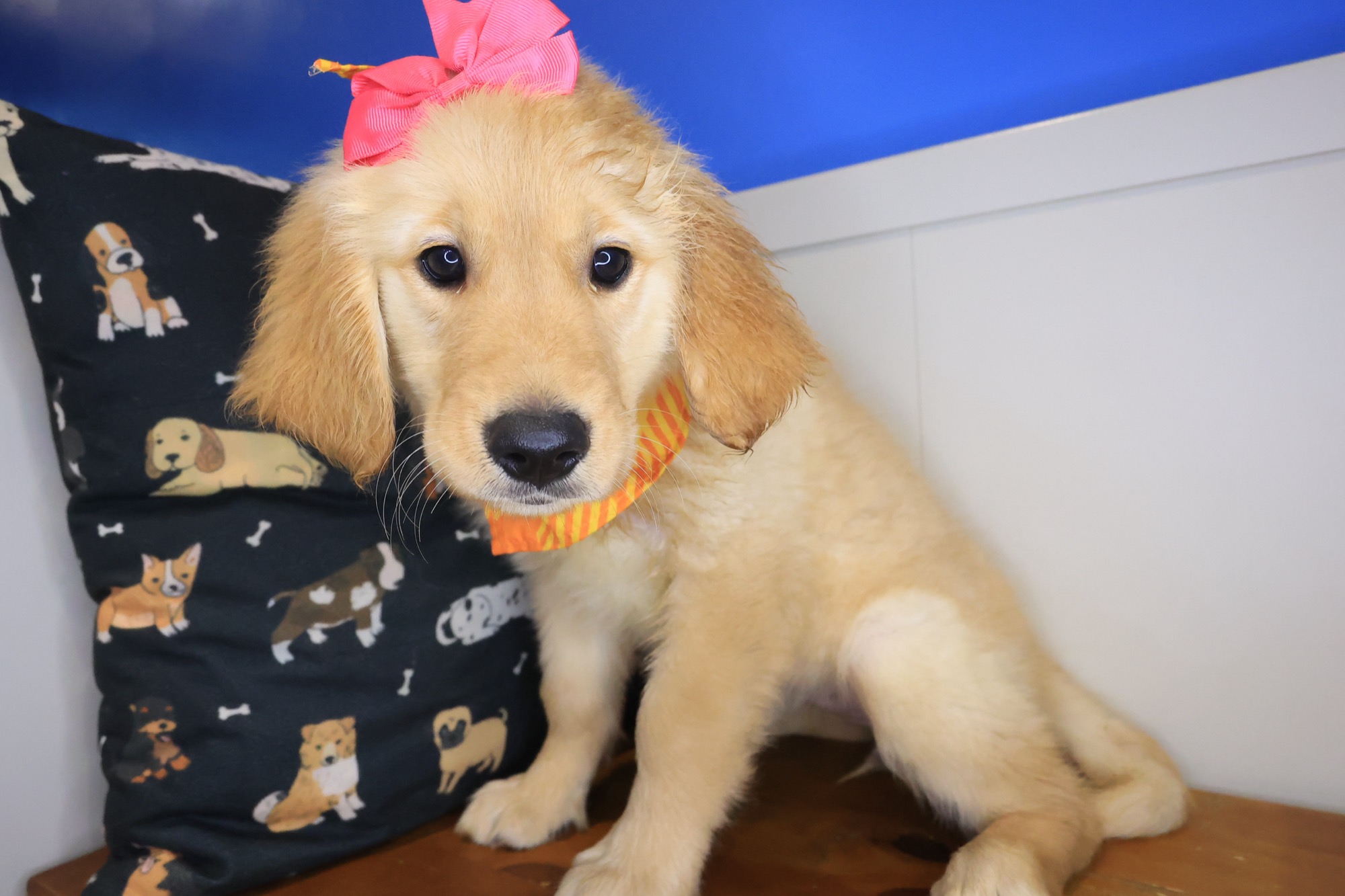 Marley, Golden Retriever puppy photo 3