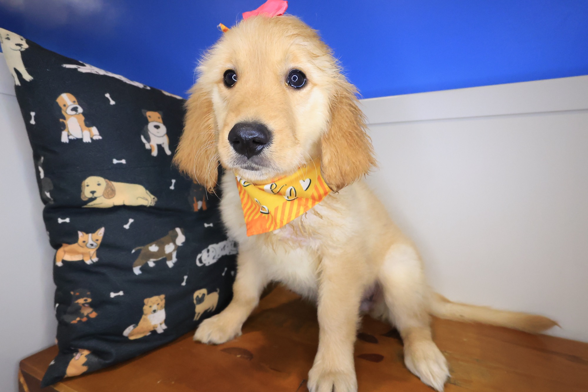 Marley, Golden Retriever puppy photo 4