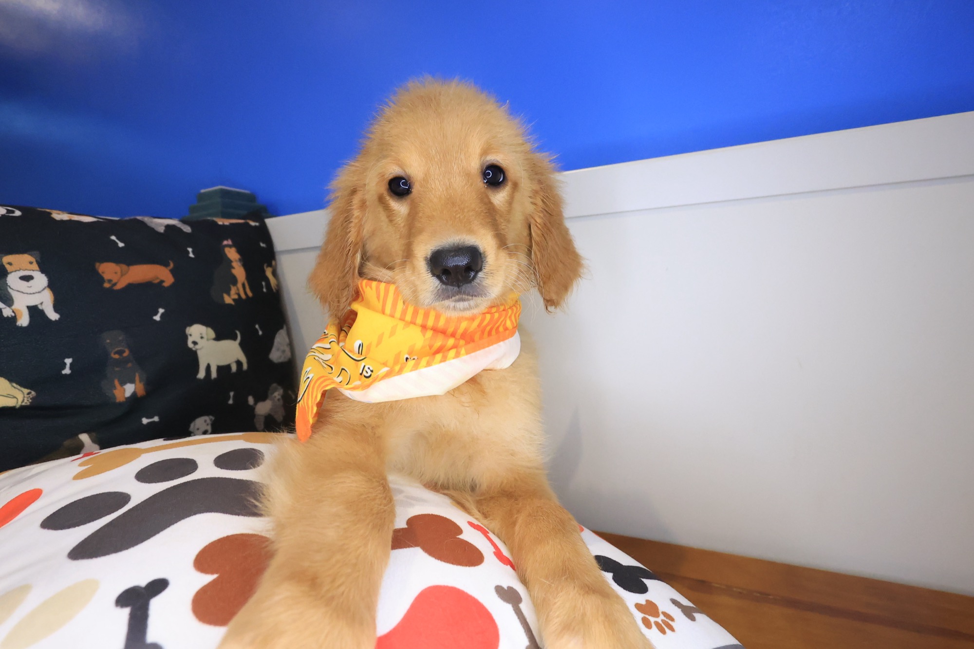 Early, Golden Retriever puppy