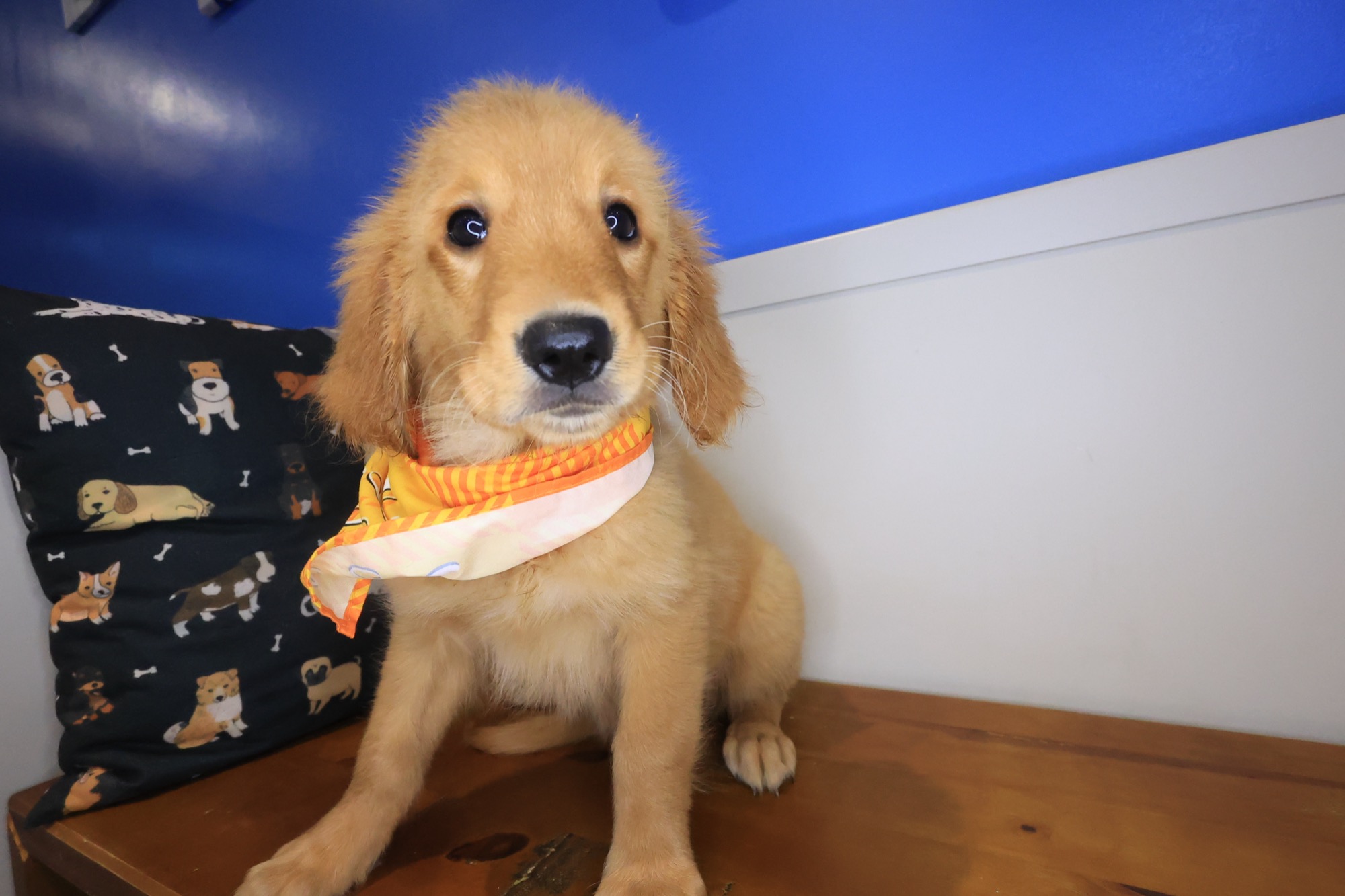 Early, Golden Retriever puppy photo 2