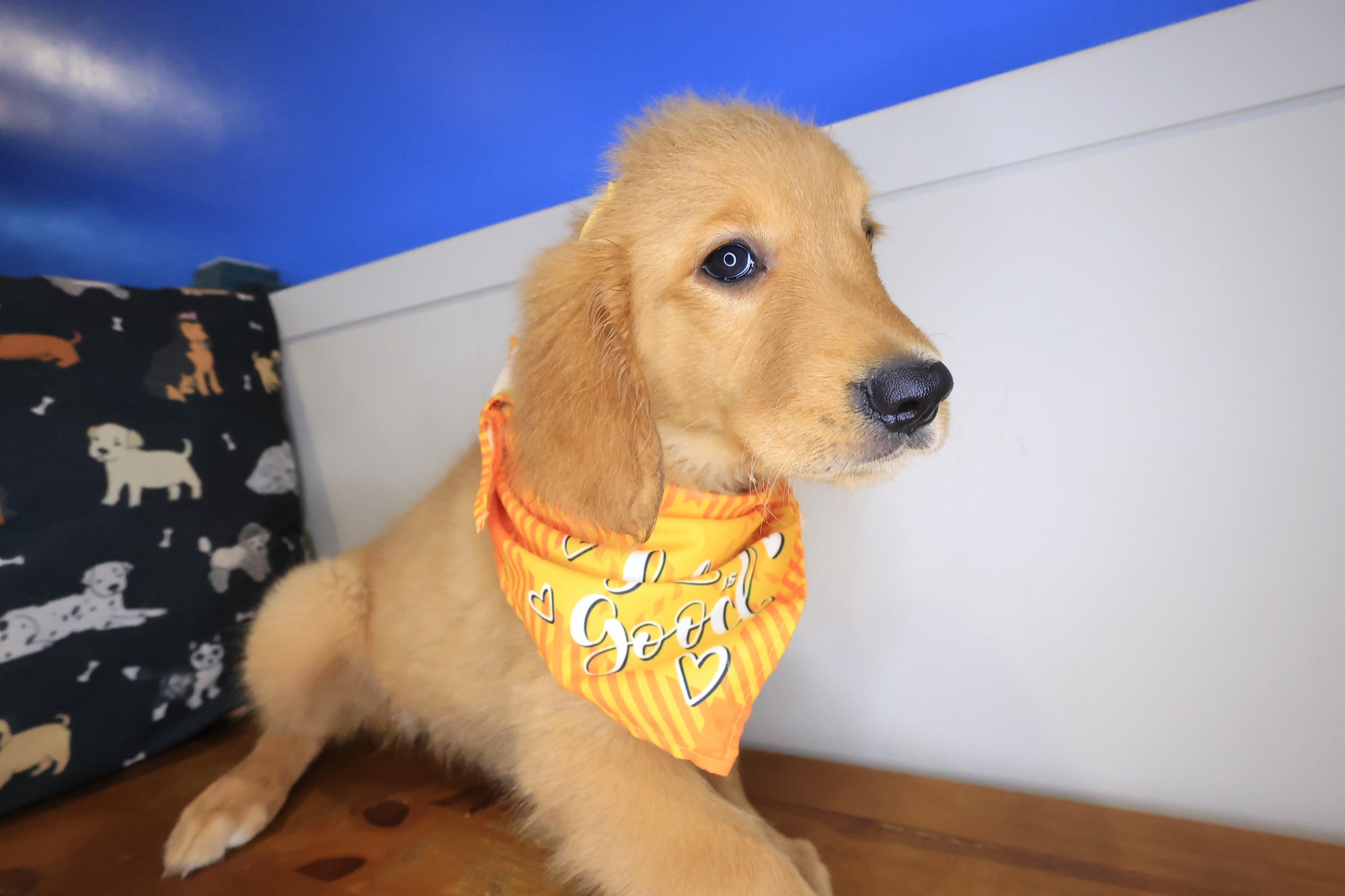 Early, Golden Retriever puppy photo 3