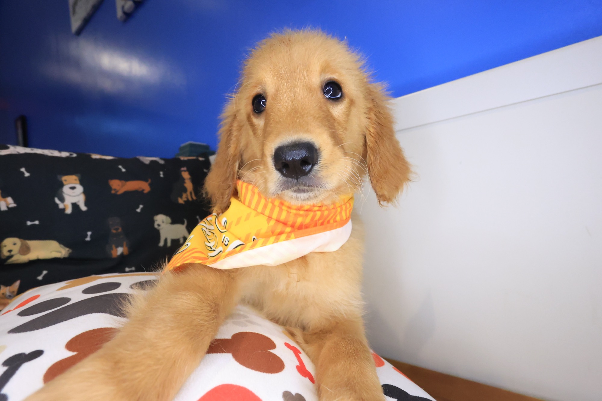 Early, Golden Retriever puppy photo 4