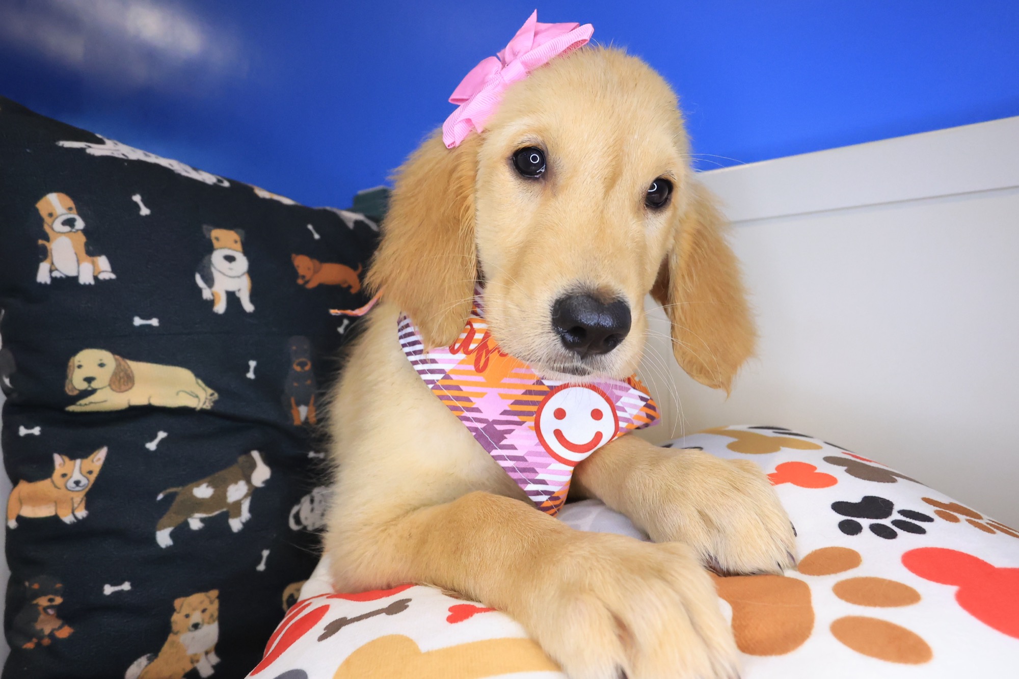 Jeanguy, Golden Retriever puppy