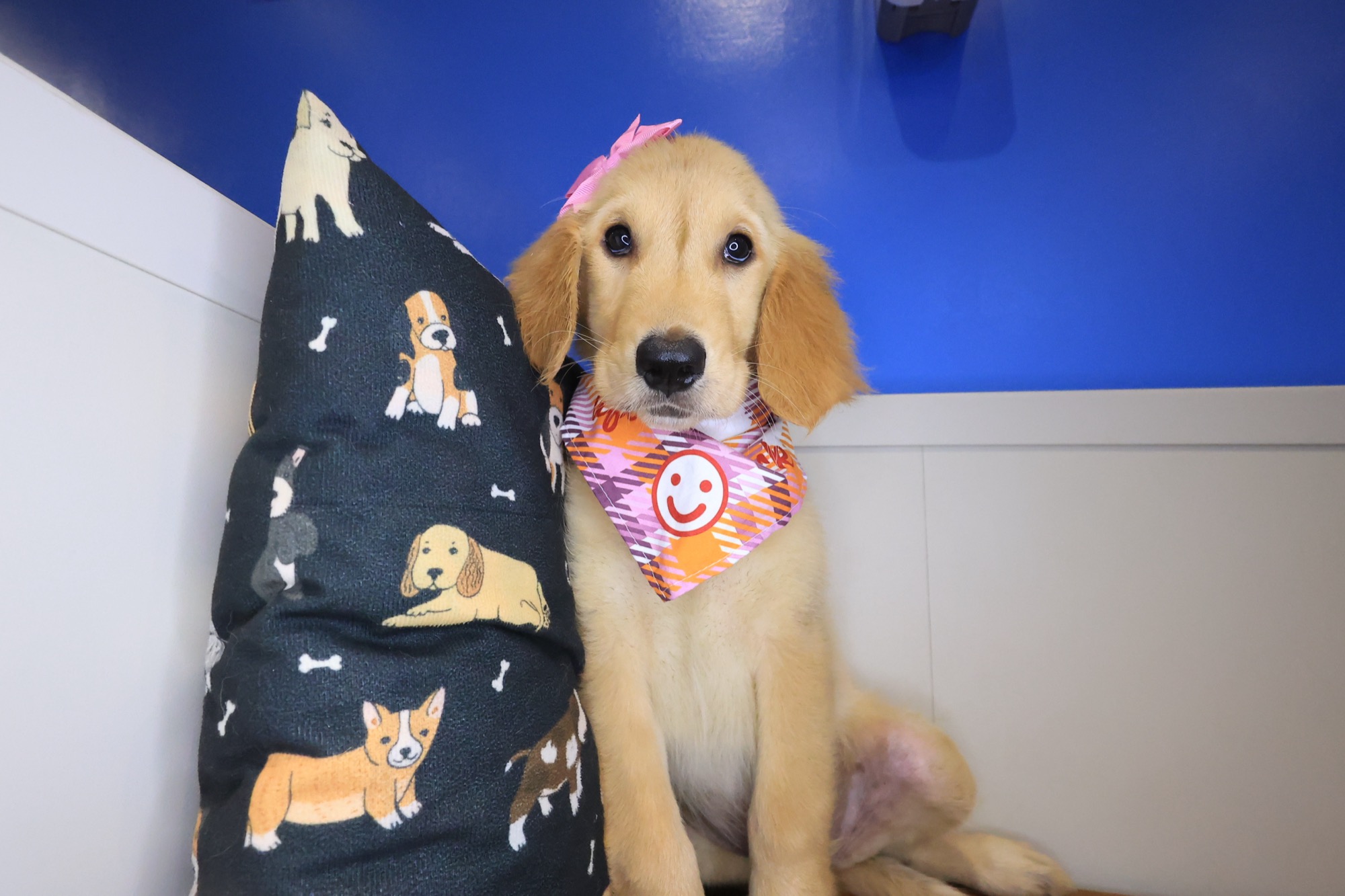 Jeanguy, Golden Retriever puppy photo 2