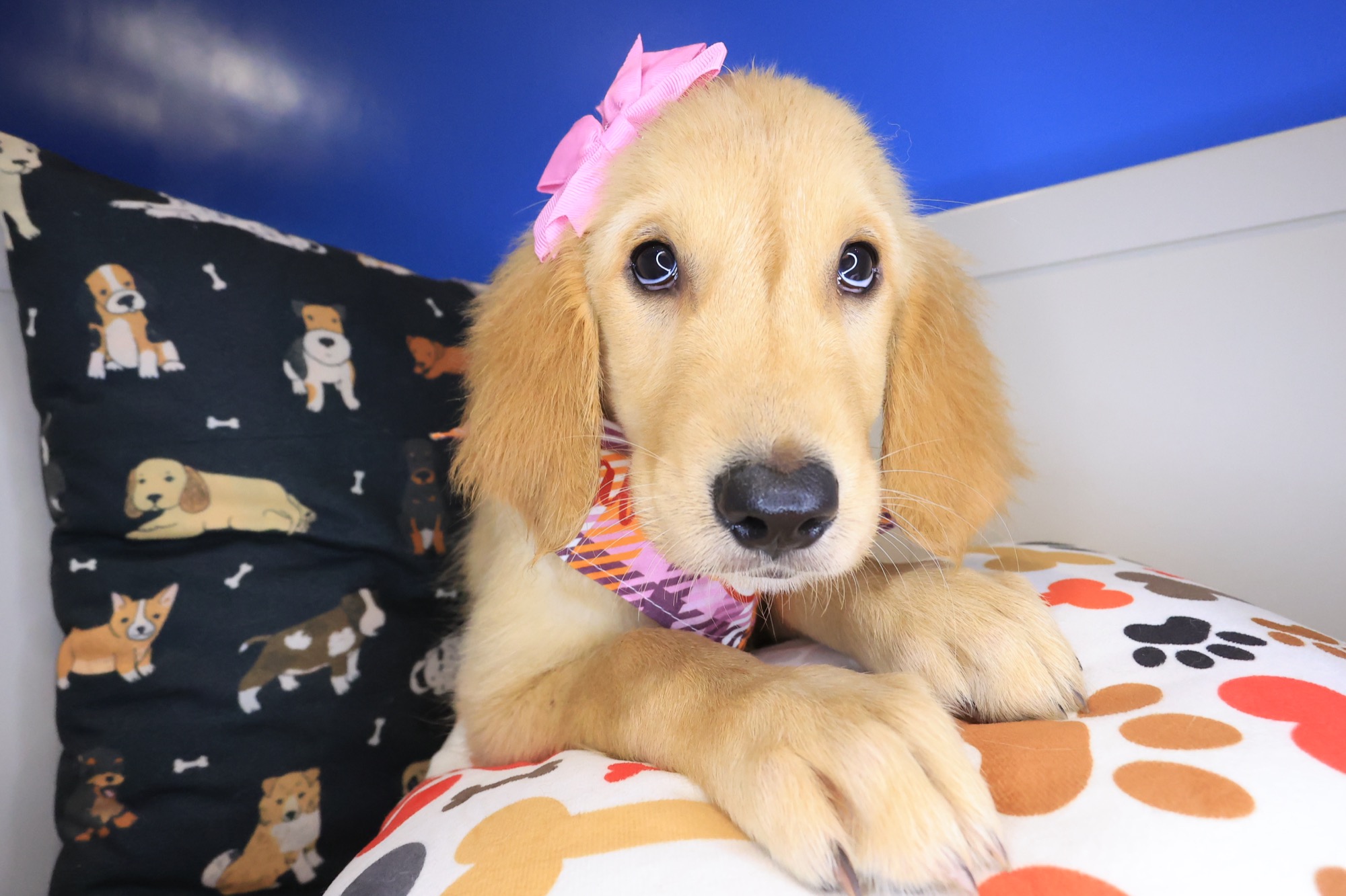 Jeanguy, Golden Retriever puppy photo 3