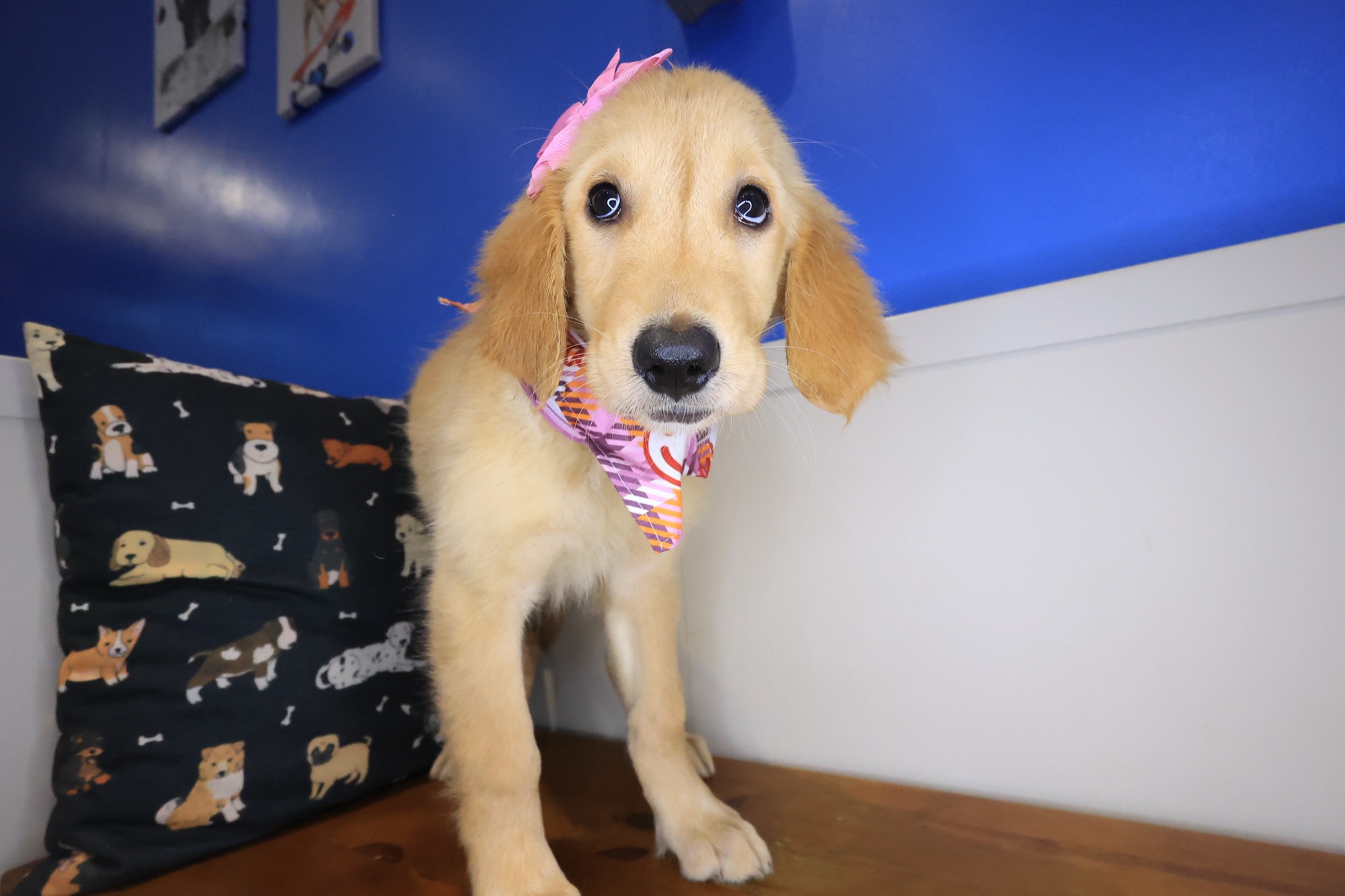 Jeanguy, Golden Retriever puppy photo 4