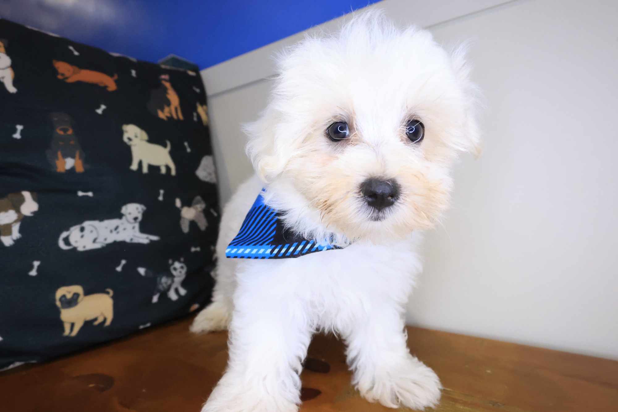 Winner, Maltese puppy photo 2
