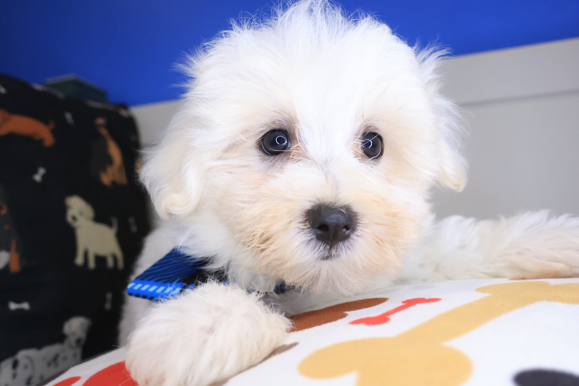 Winner, Maltese puppy photo 3