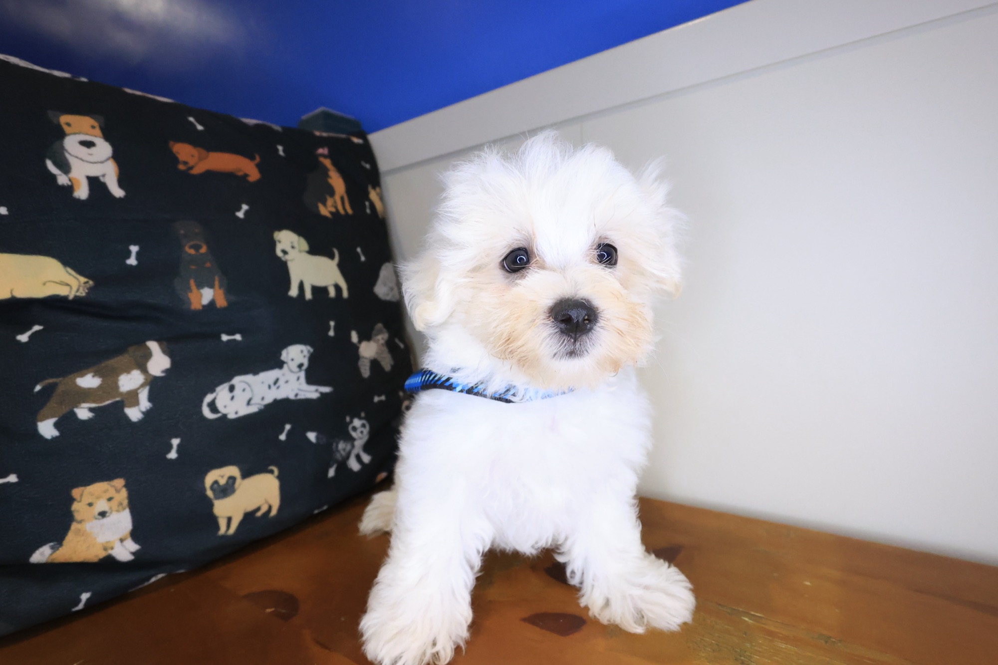 Winner, Maltese puppy photo 4