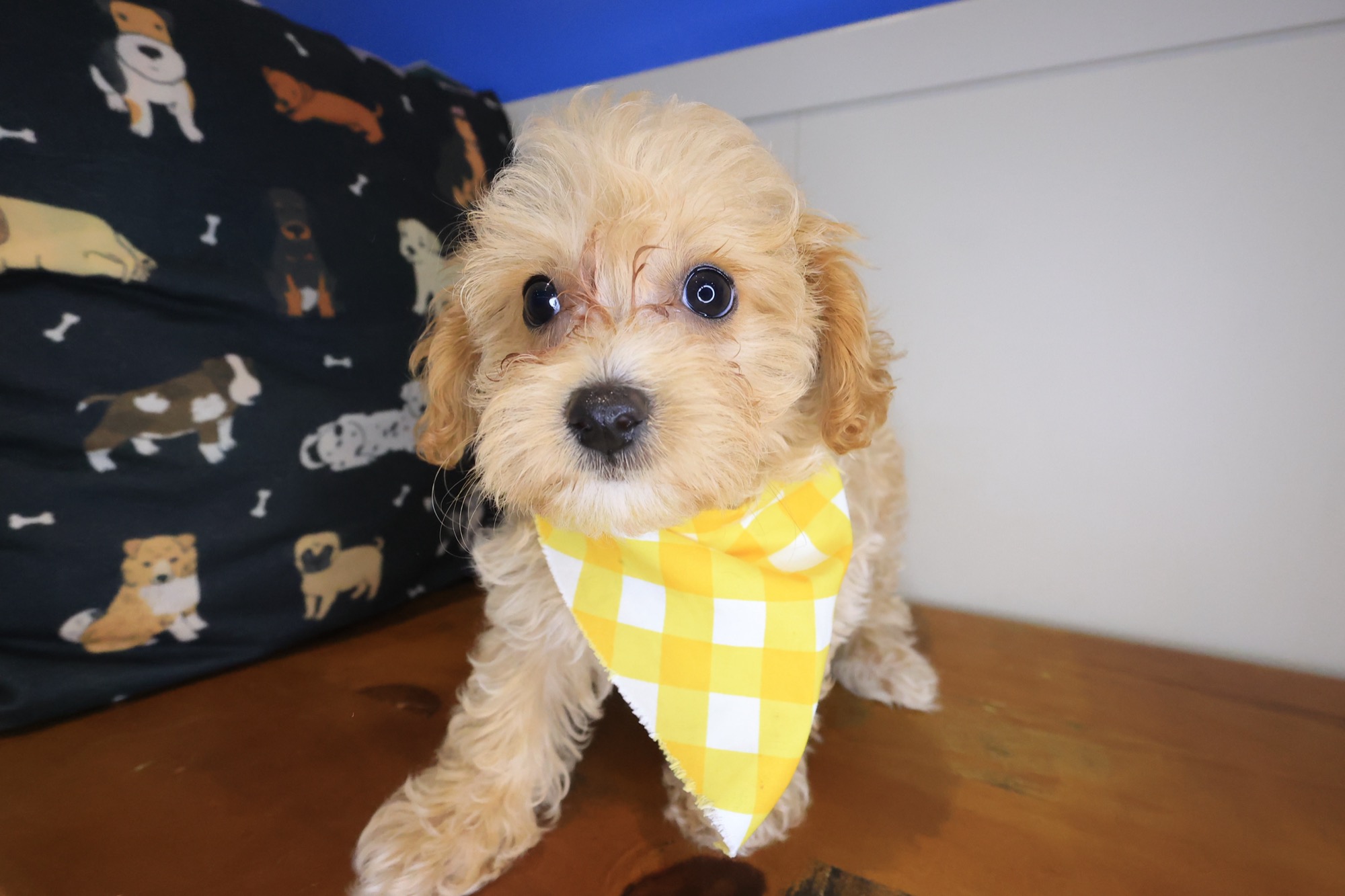 Sandstorm, Maltipoo puppy photo 2