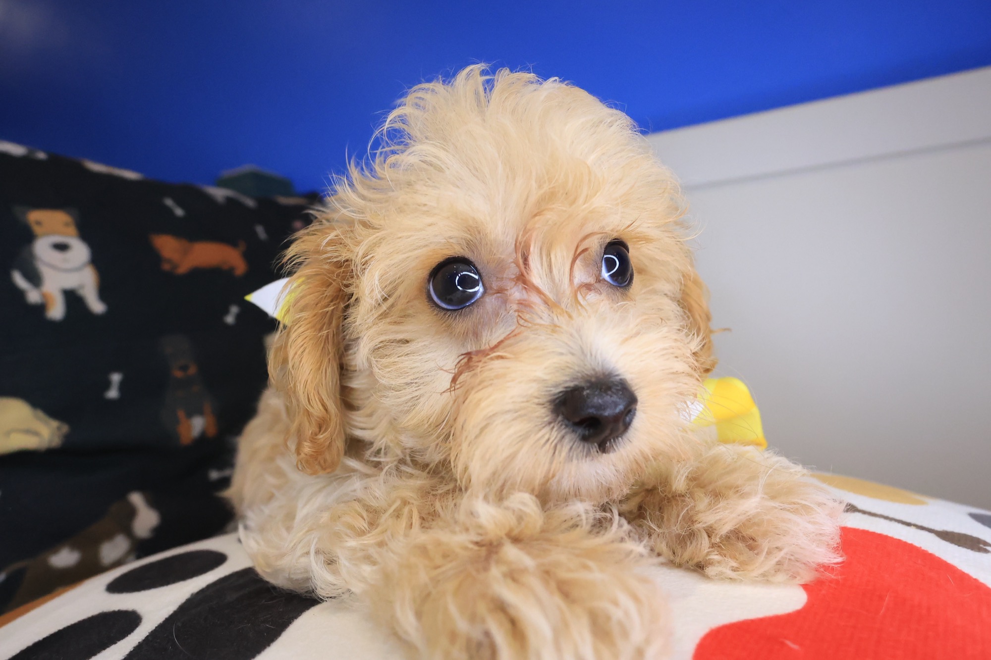 Sandstorm, Maltipoo puppy photo 3