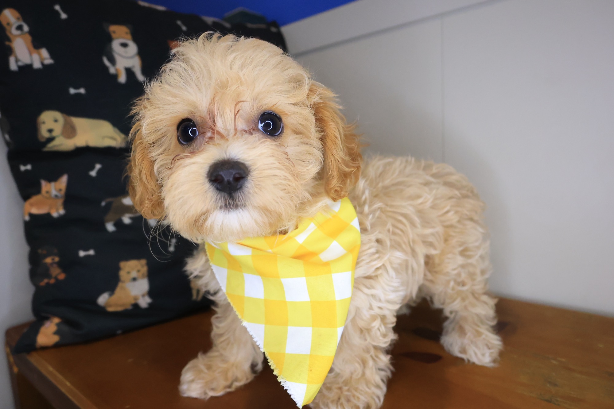 Sandstorm, Maltipoo puppy photo 4