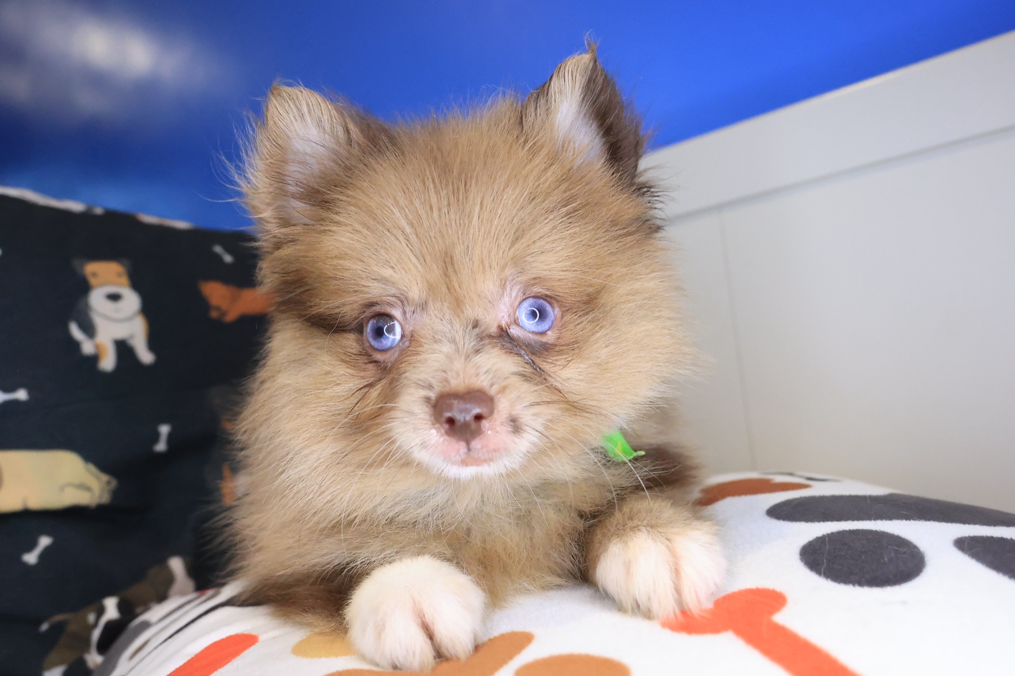 Lox, Pomeranian puppy