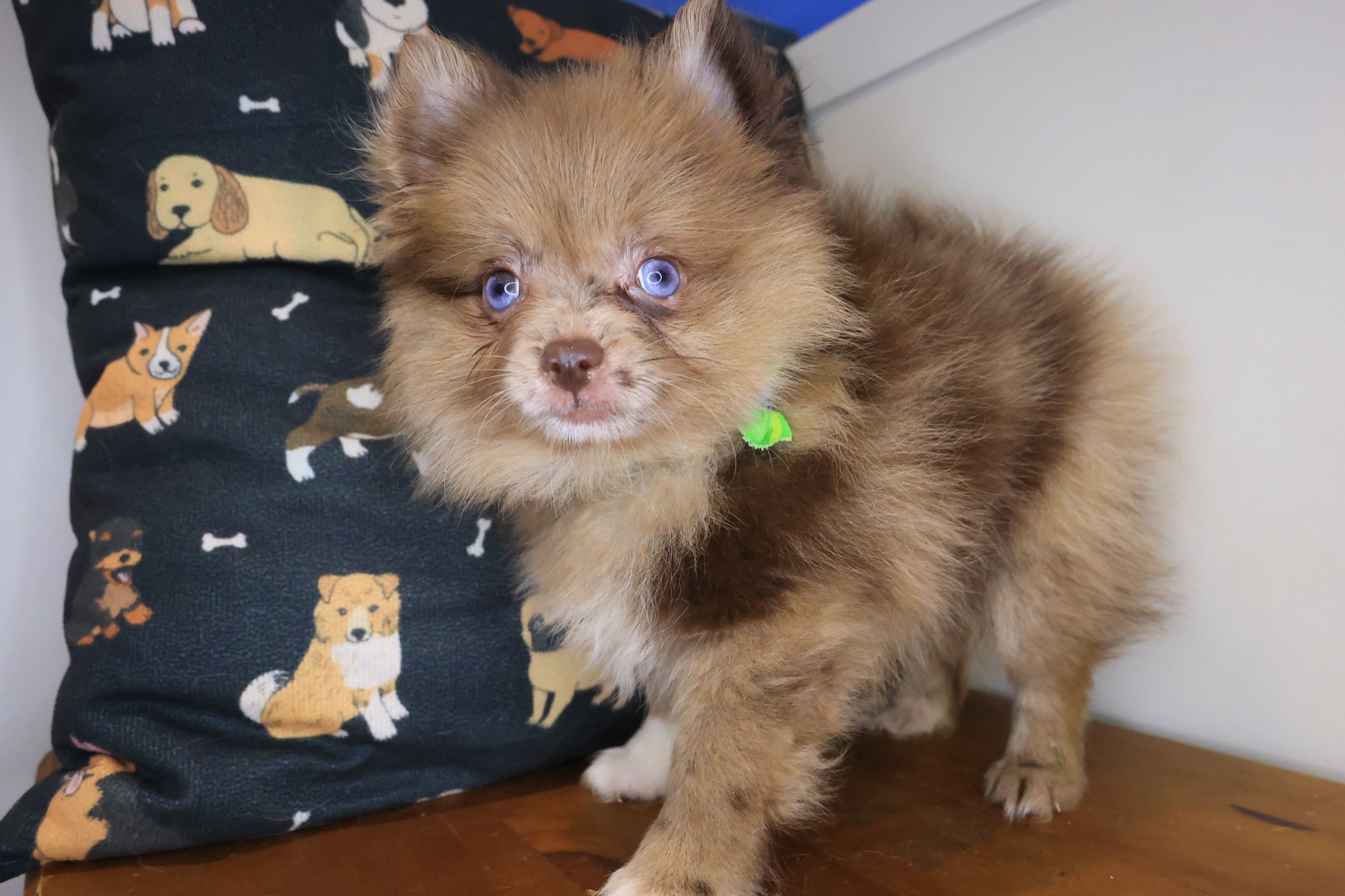 Lox, Pomeranian puppy photo 2