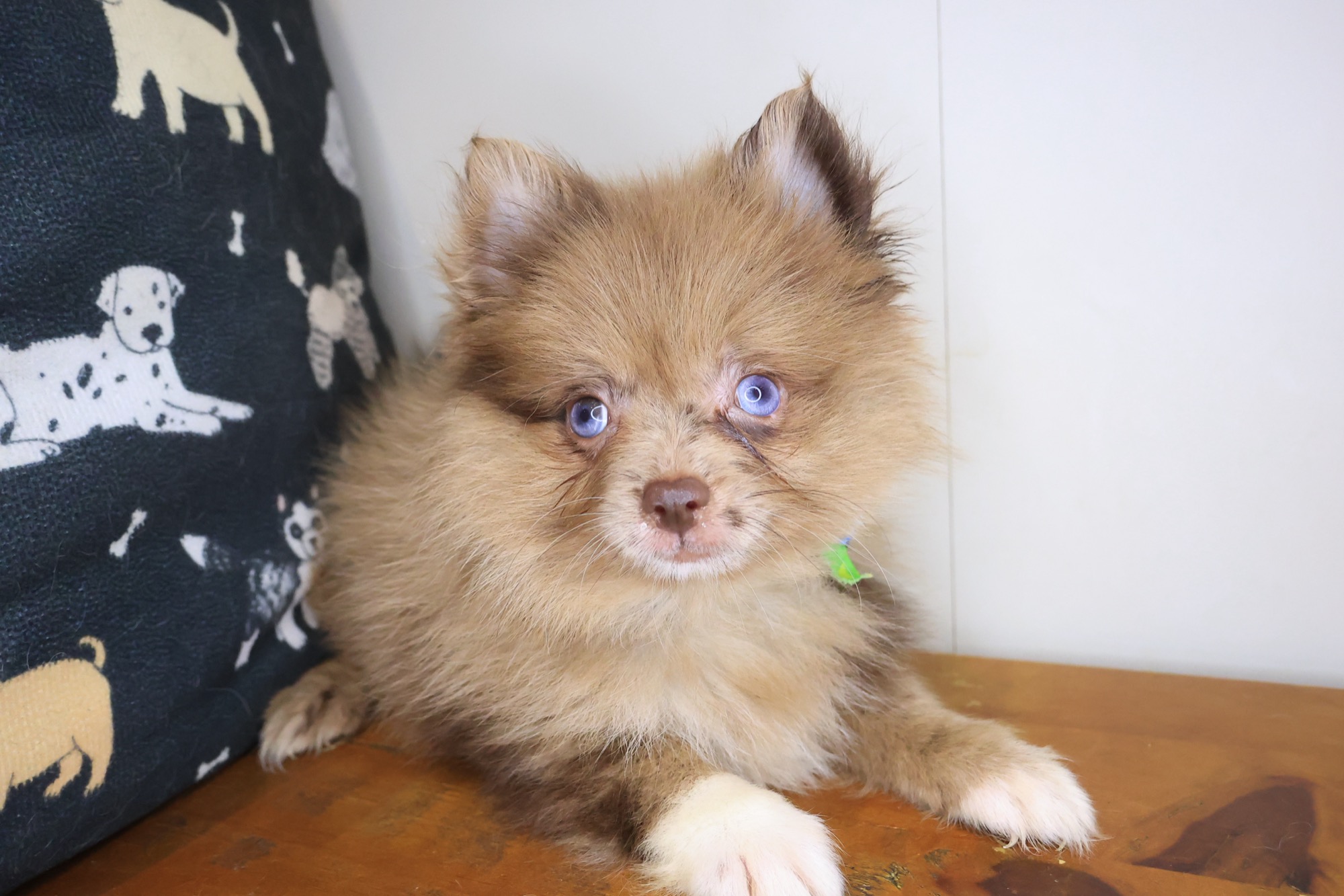 Lox, Pomeranian puppy photo 3