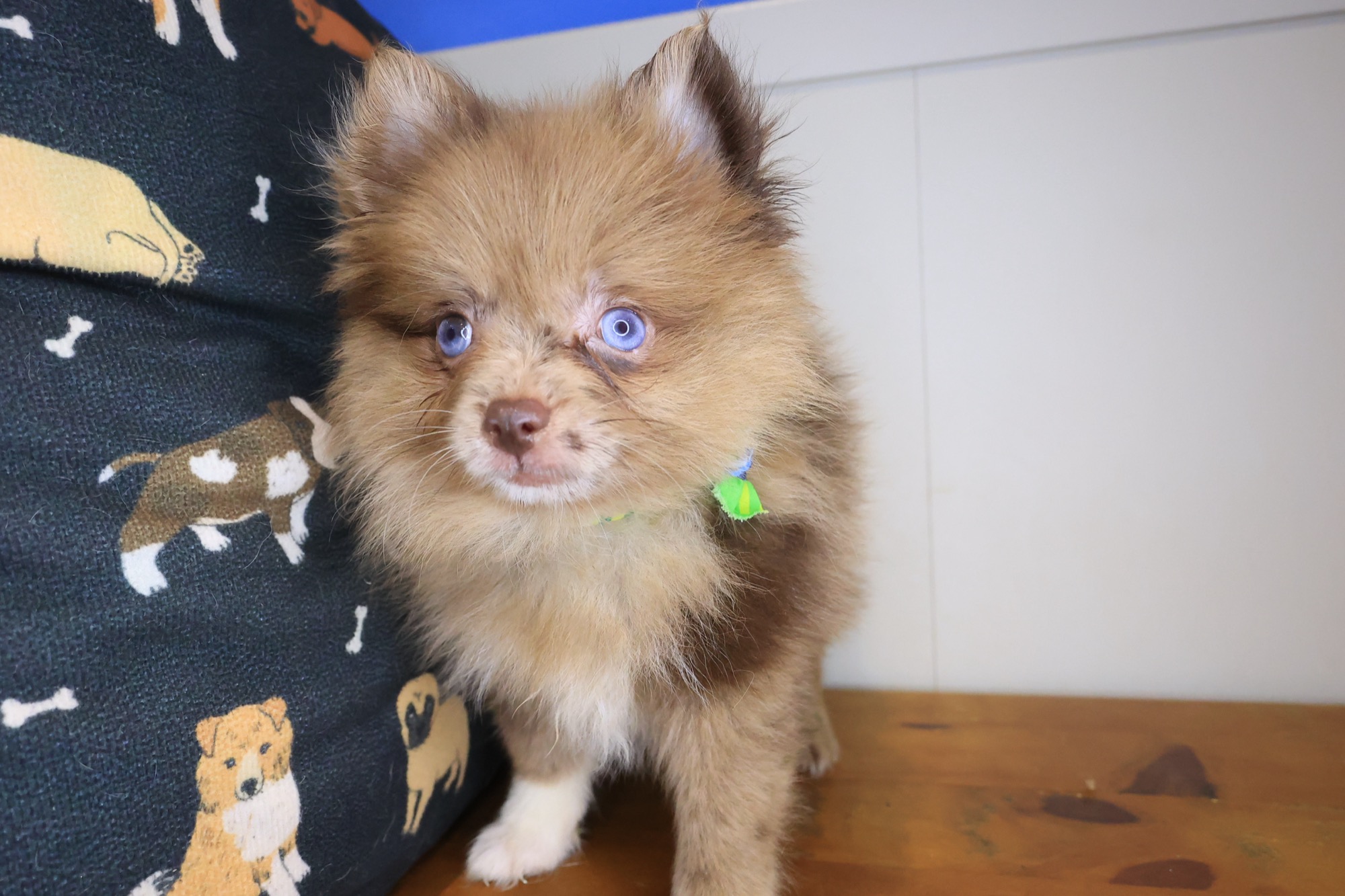Lox, Pomeranian puppy photo 4