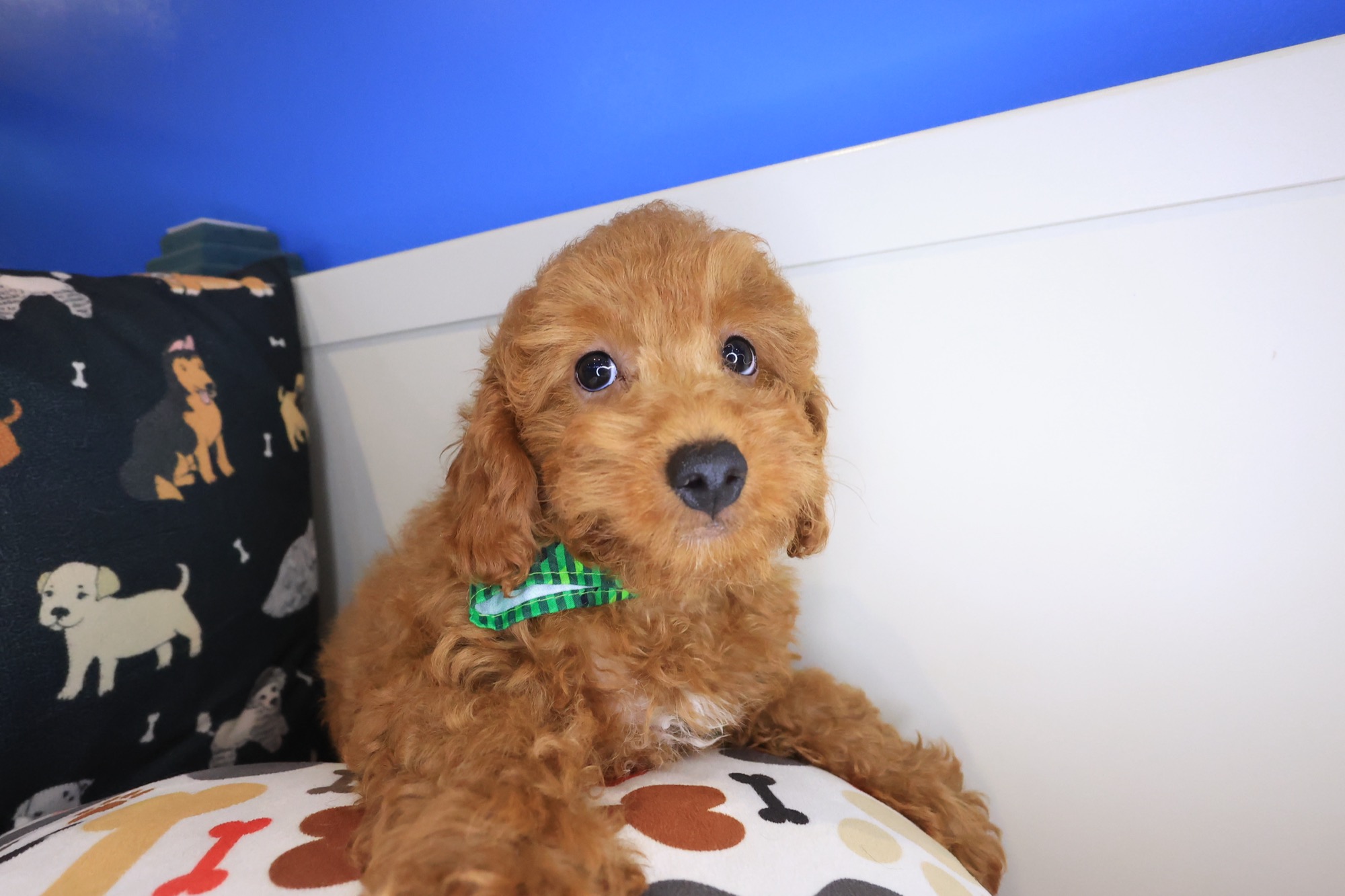 Yoshi, Poodle puppy