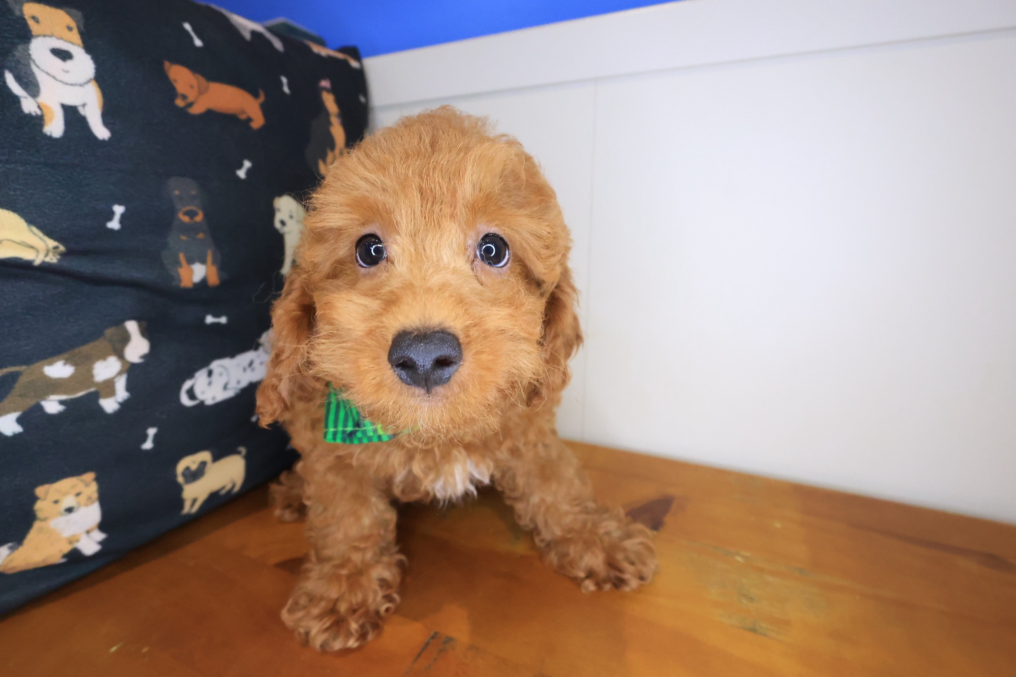 Yoshi, Poodle puppy photo 2