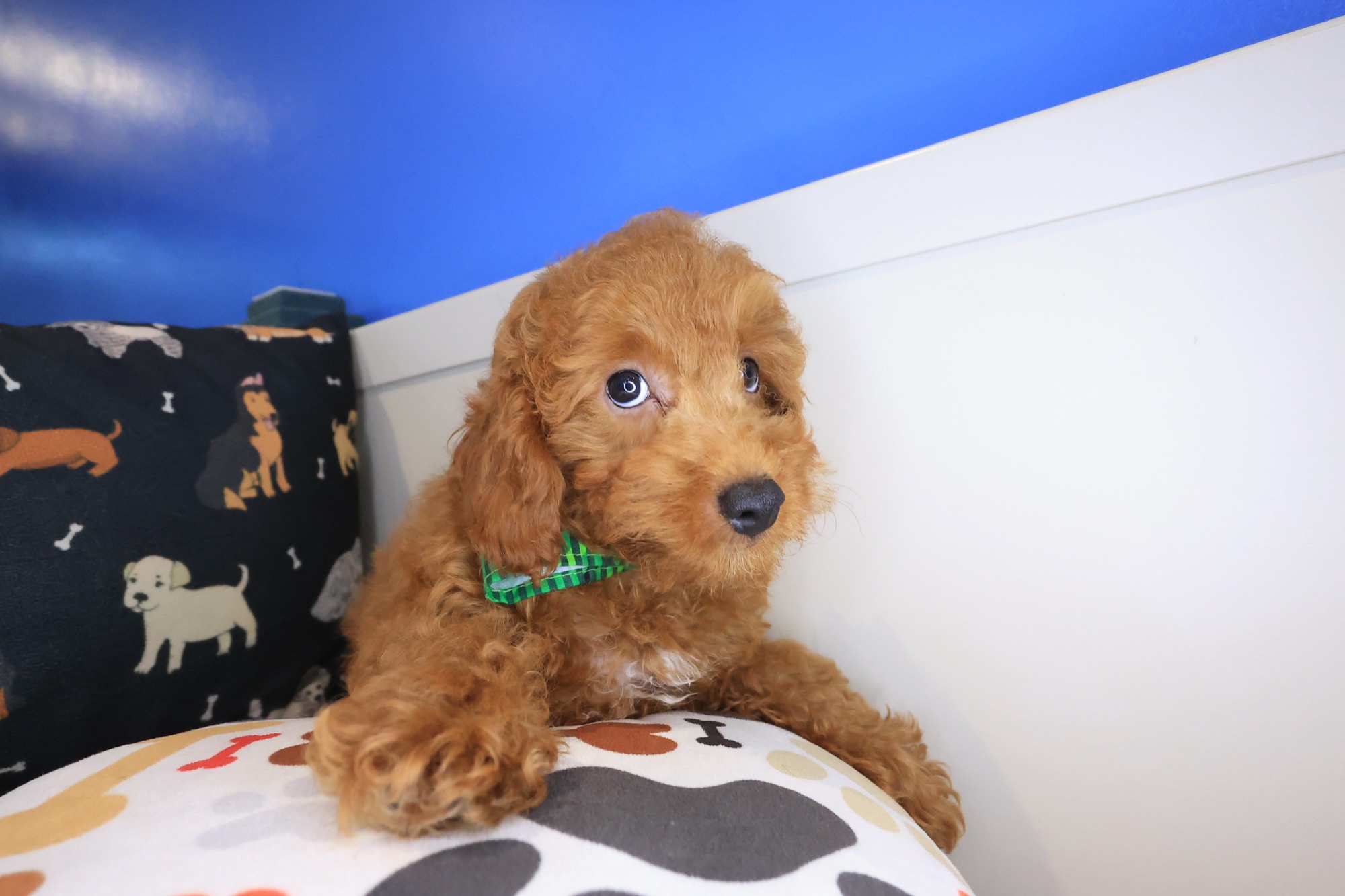 Yoshi, Poodle puppy photo 3