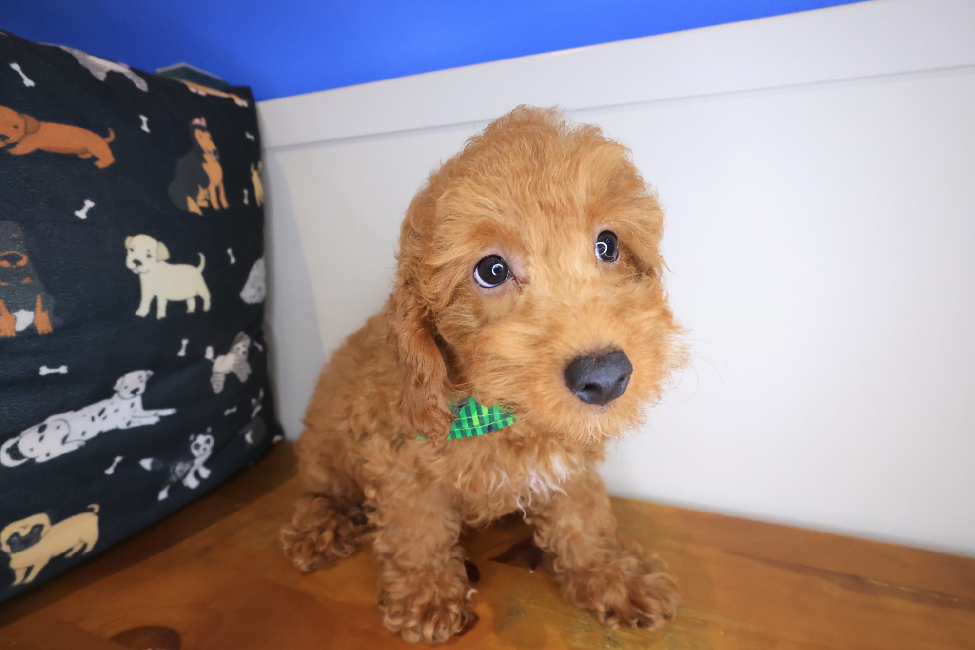 Yoshi, Poodle puppy photo 4