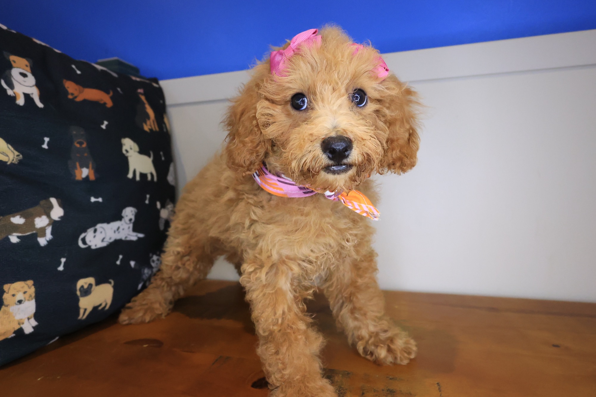 Jinx, Poodle puppy