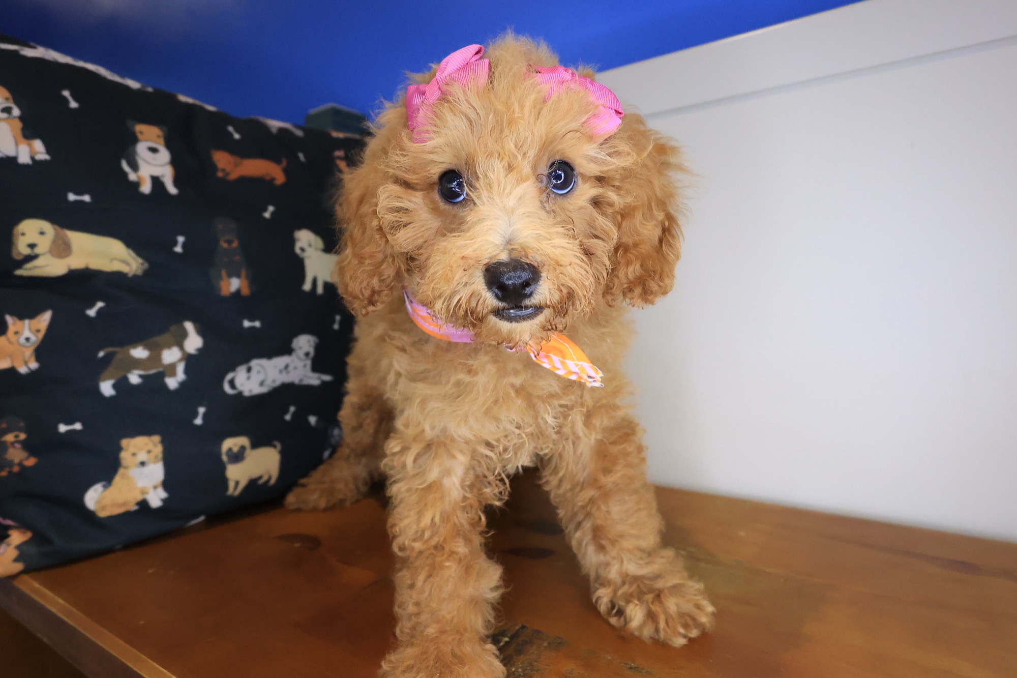 Jinx, Poodle puppy photo 2