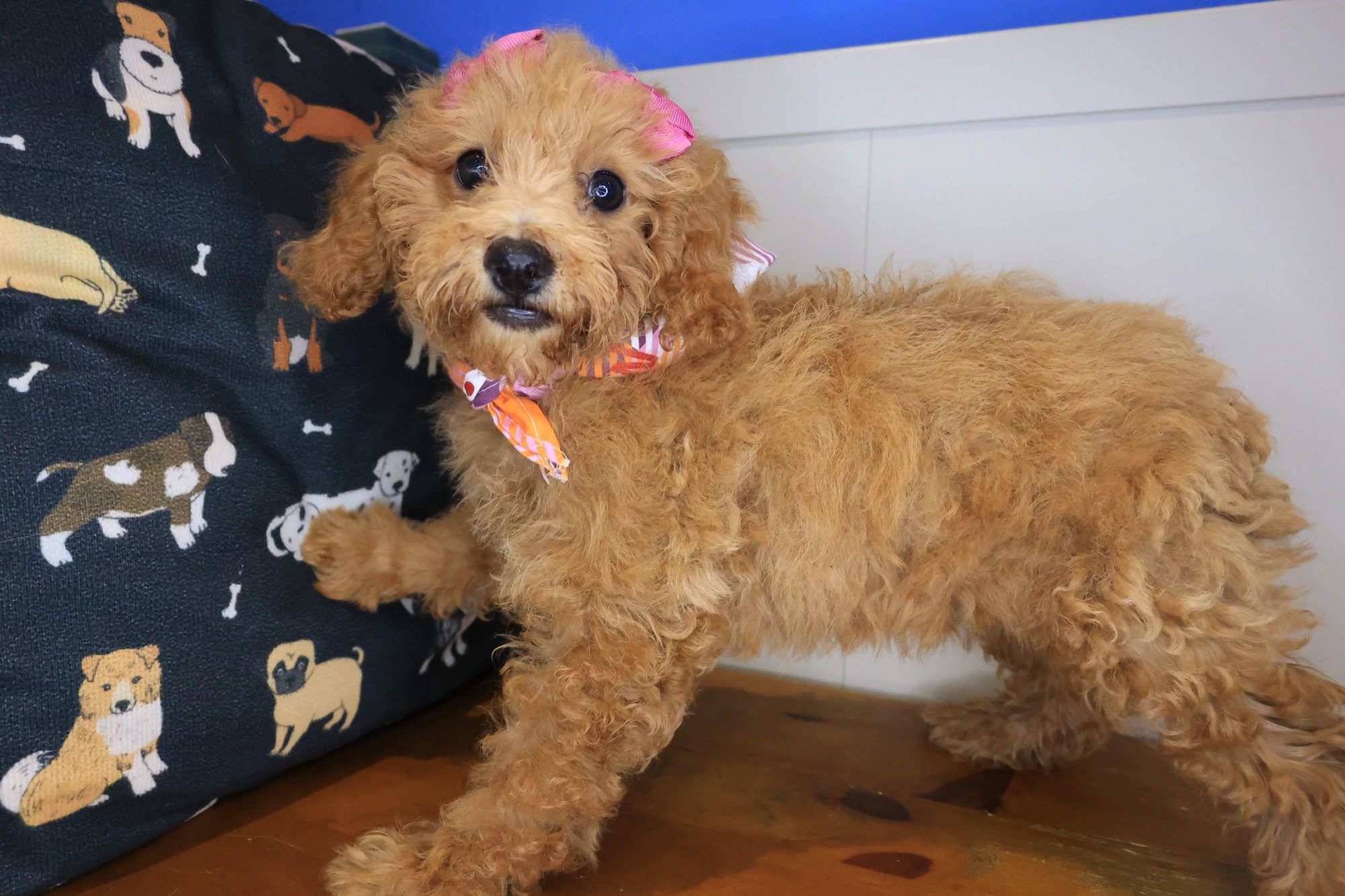 Jinx, Poodle puppy photo 3