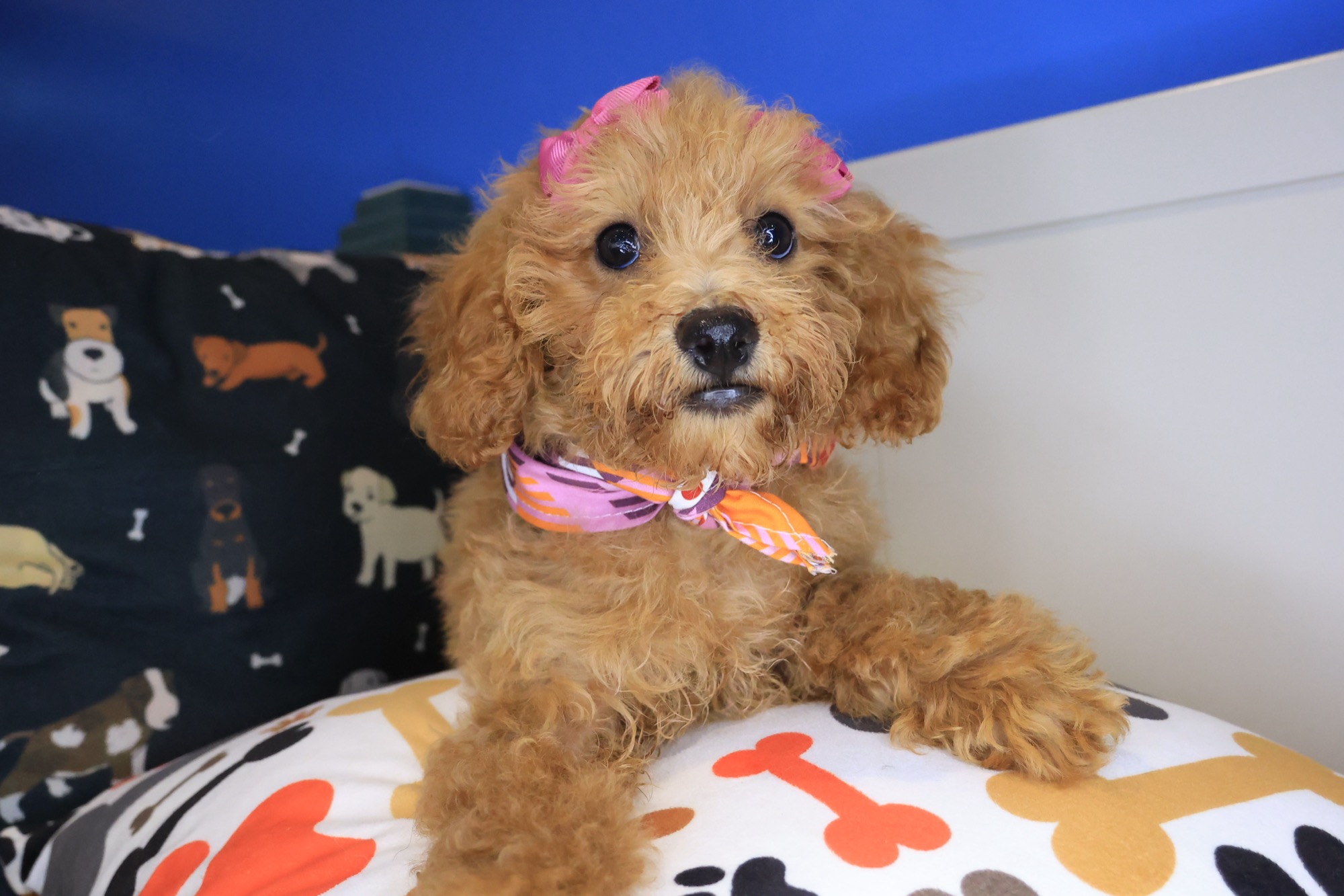 Jinx, Poodle puppy photo 4
