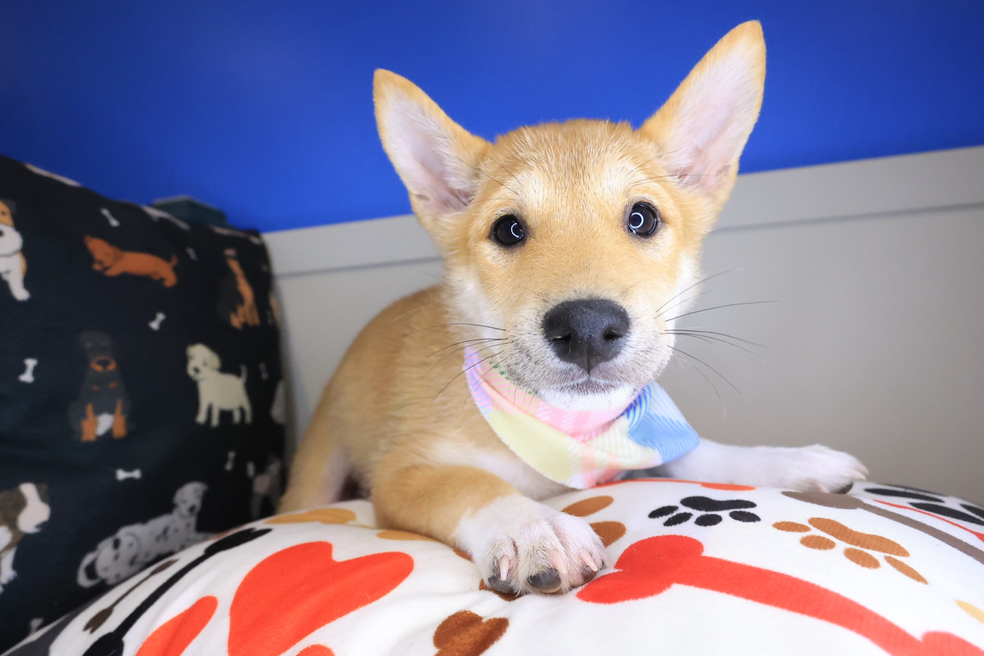 Bibi, Shiba Inu puppy