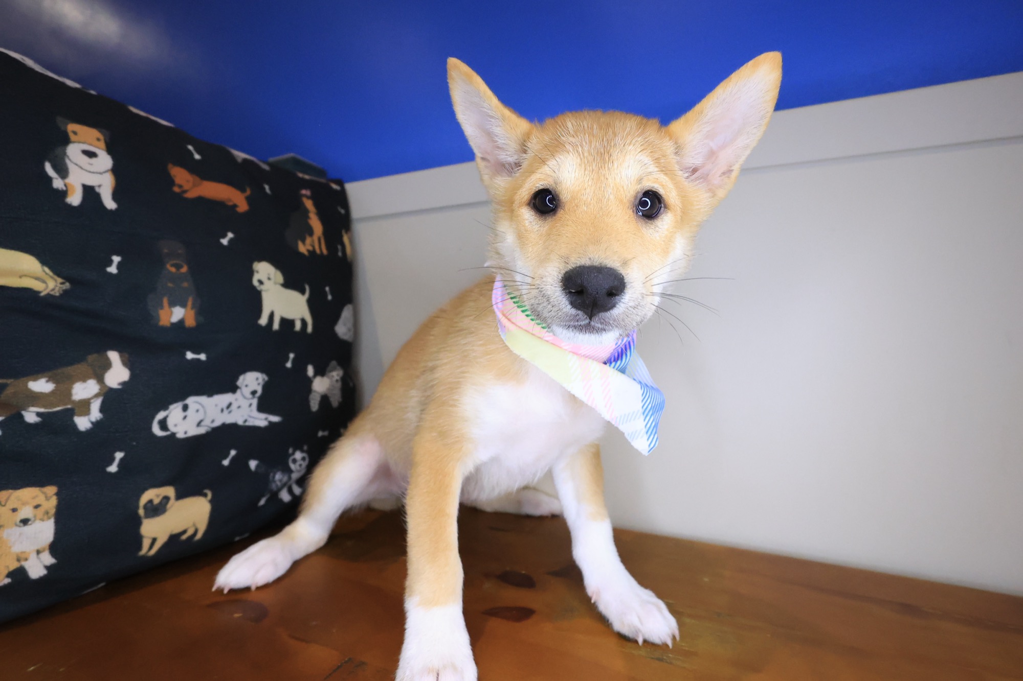 Bibi, Shiba Inu puppy photo 2