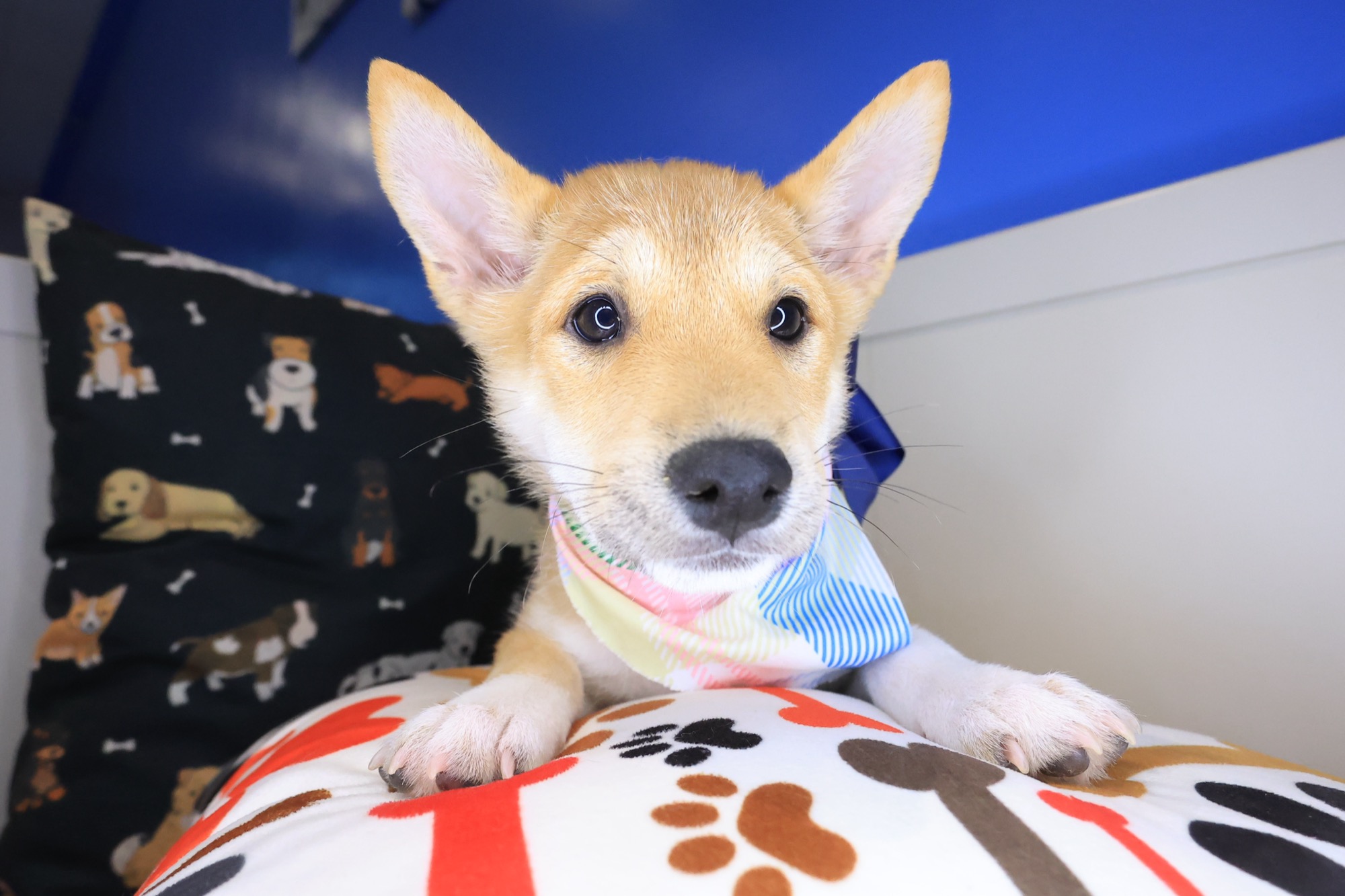Bibi, Shiba Inu puppy photo 3