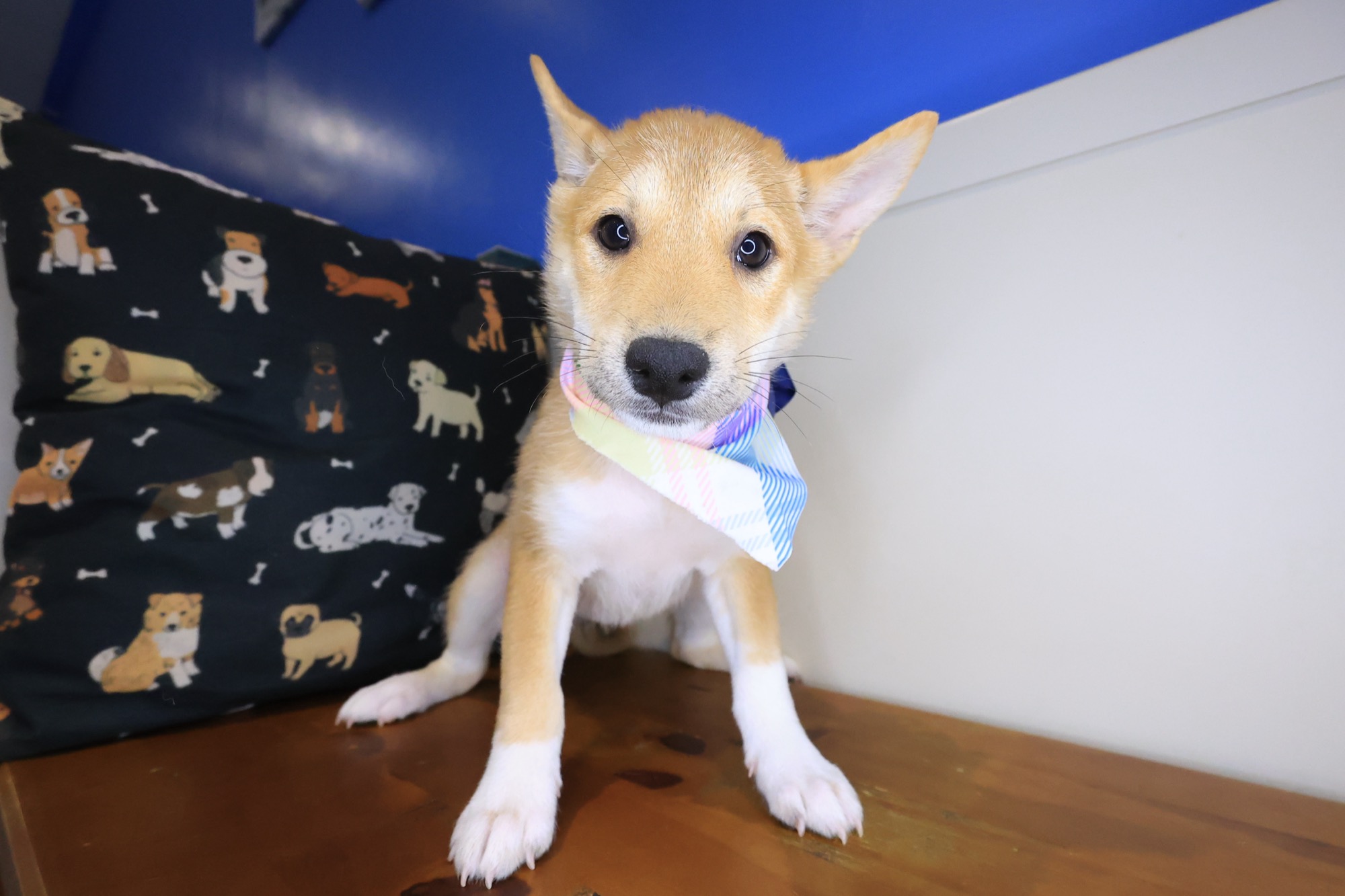 Bibi, Shiba Inu puppy photo 4