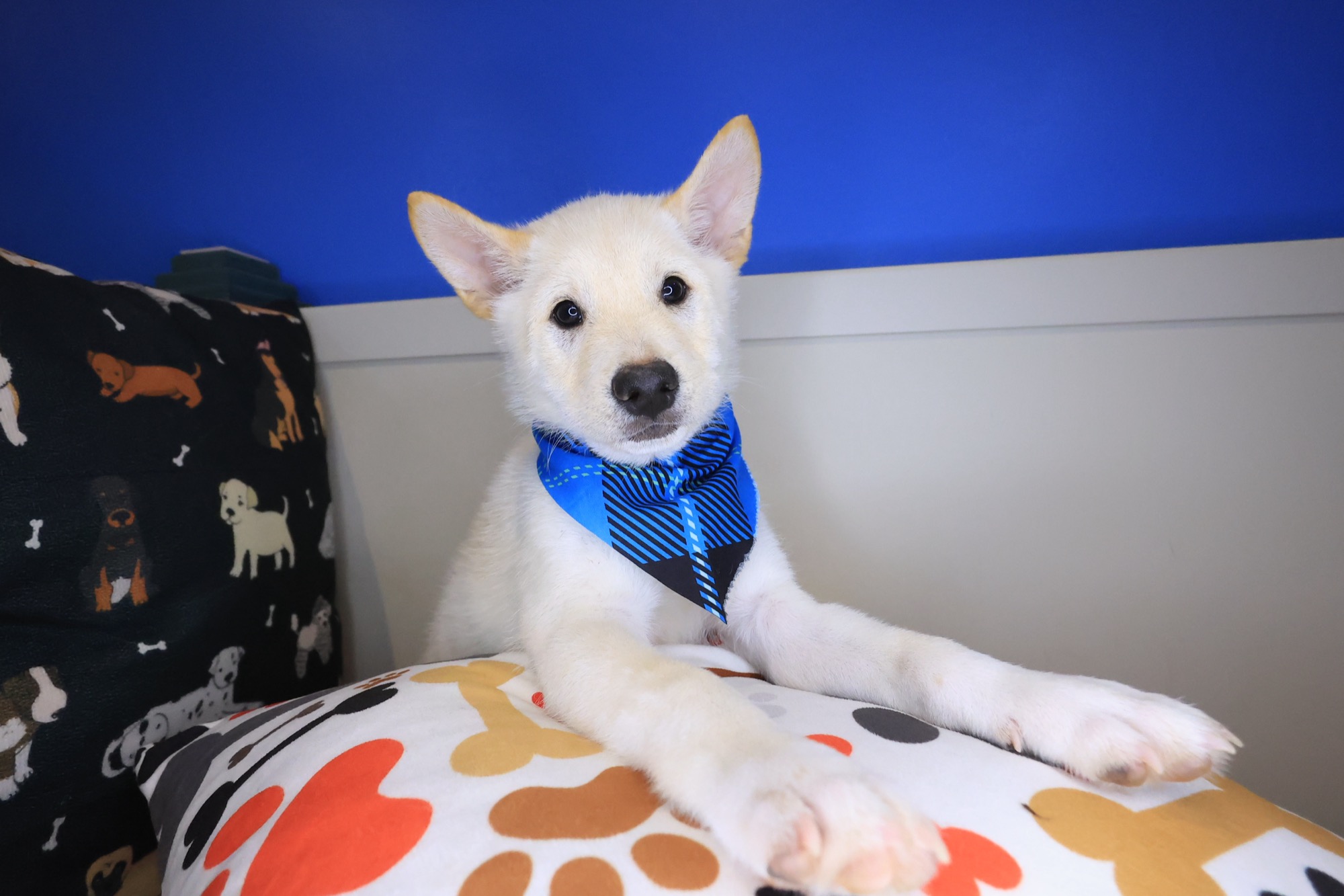 Twix, Shiba Inu puppy