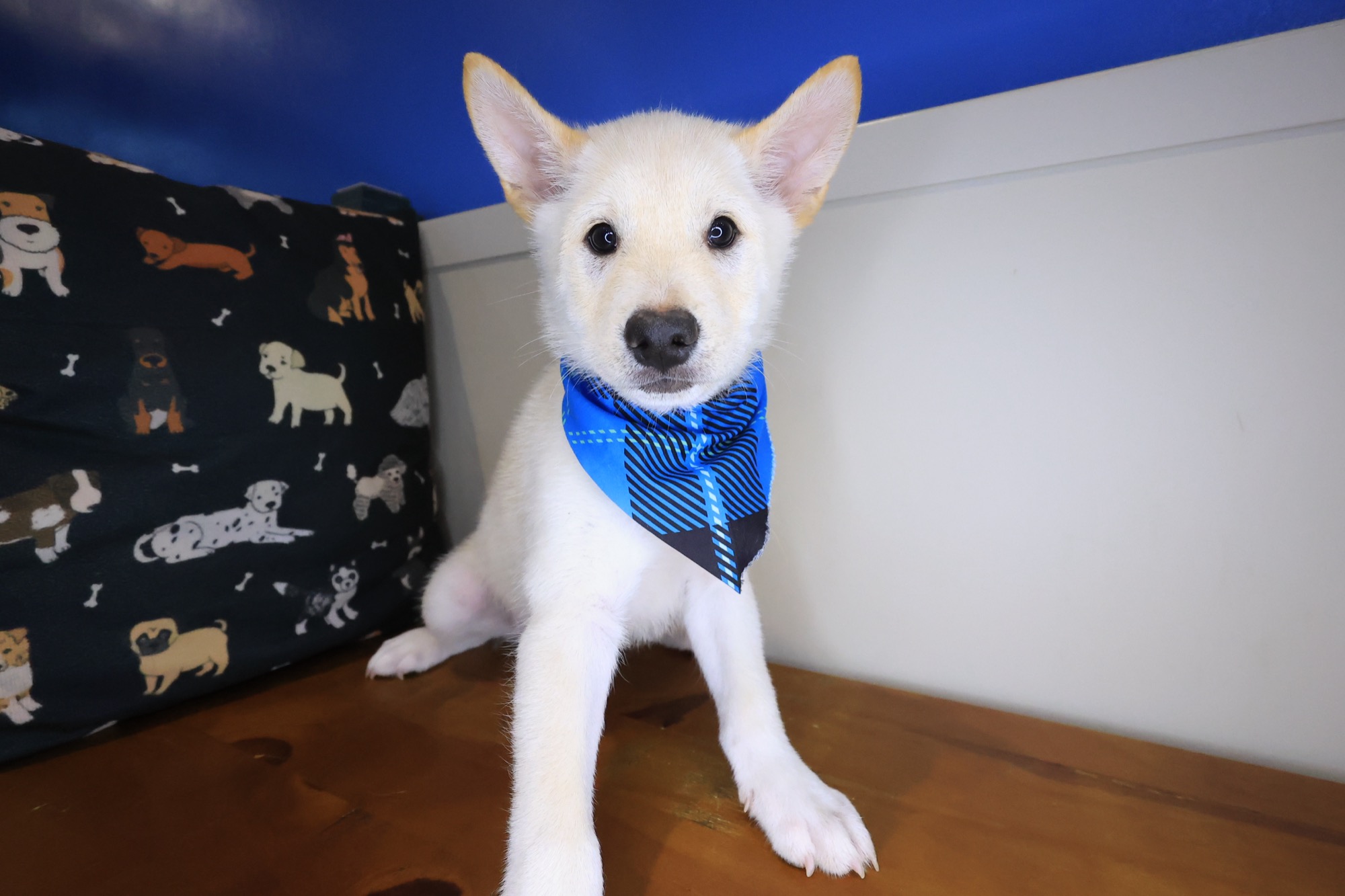 Twix, Shiba Inu puppy photo 2