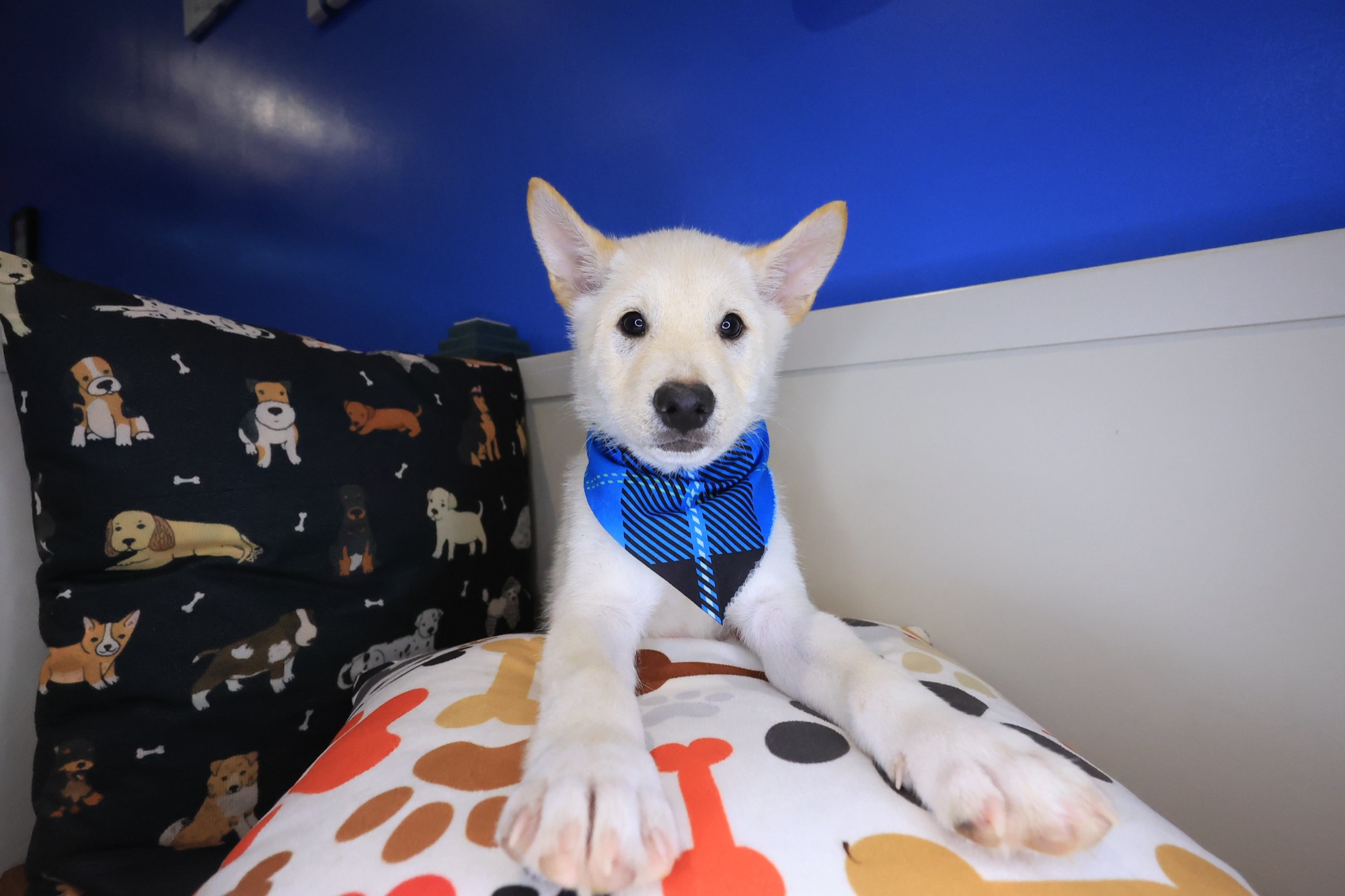 Twix, Shiba Inu puppy photo 3