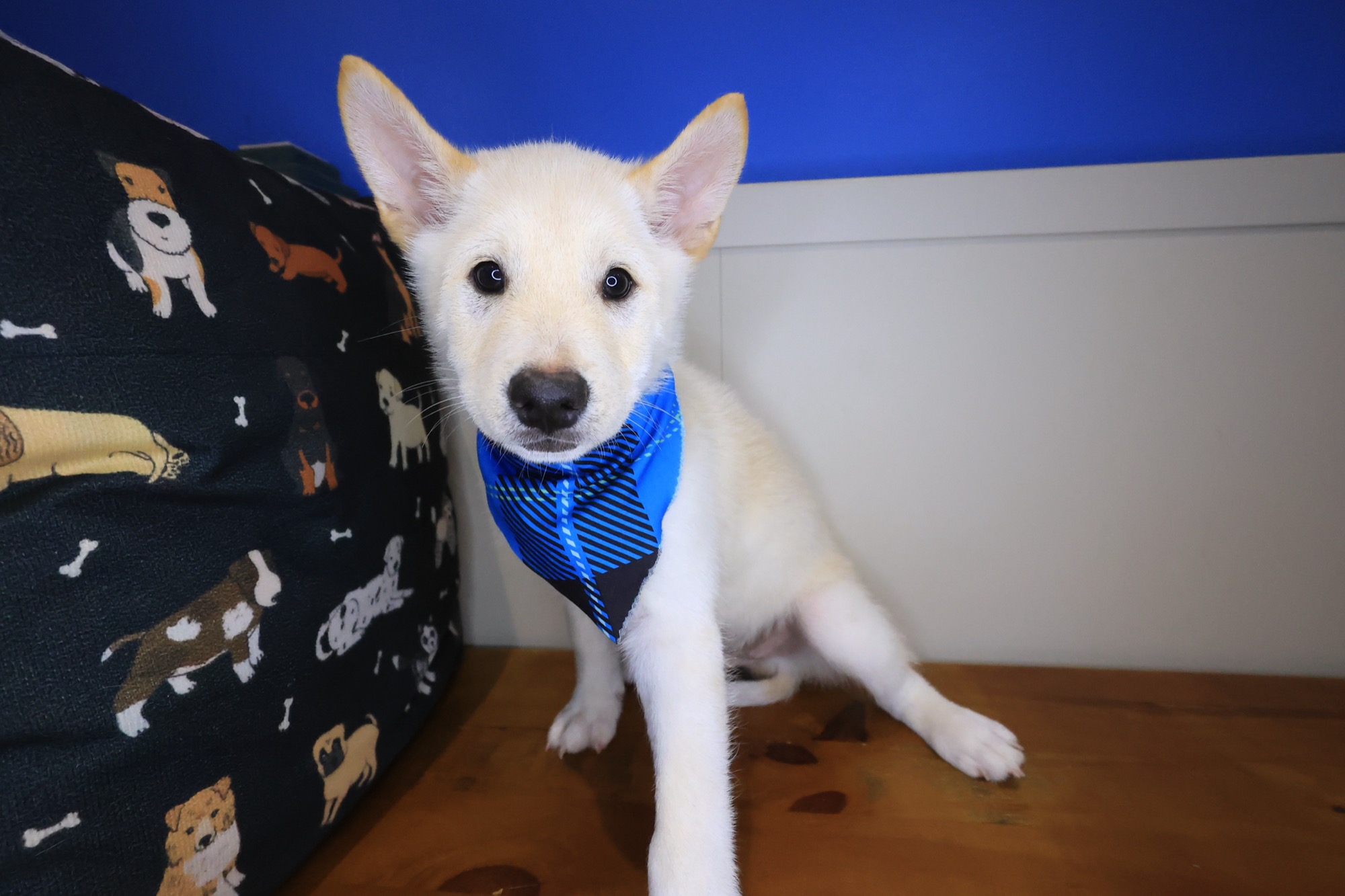 Twix, Shiba Inu puppy photo 4