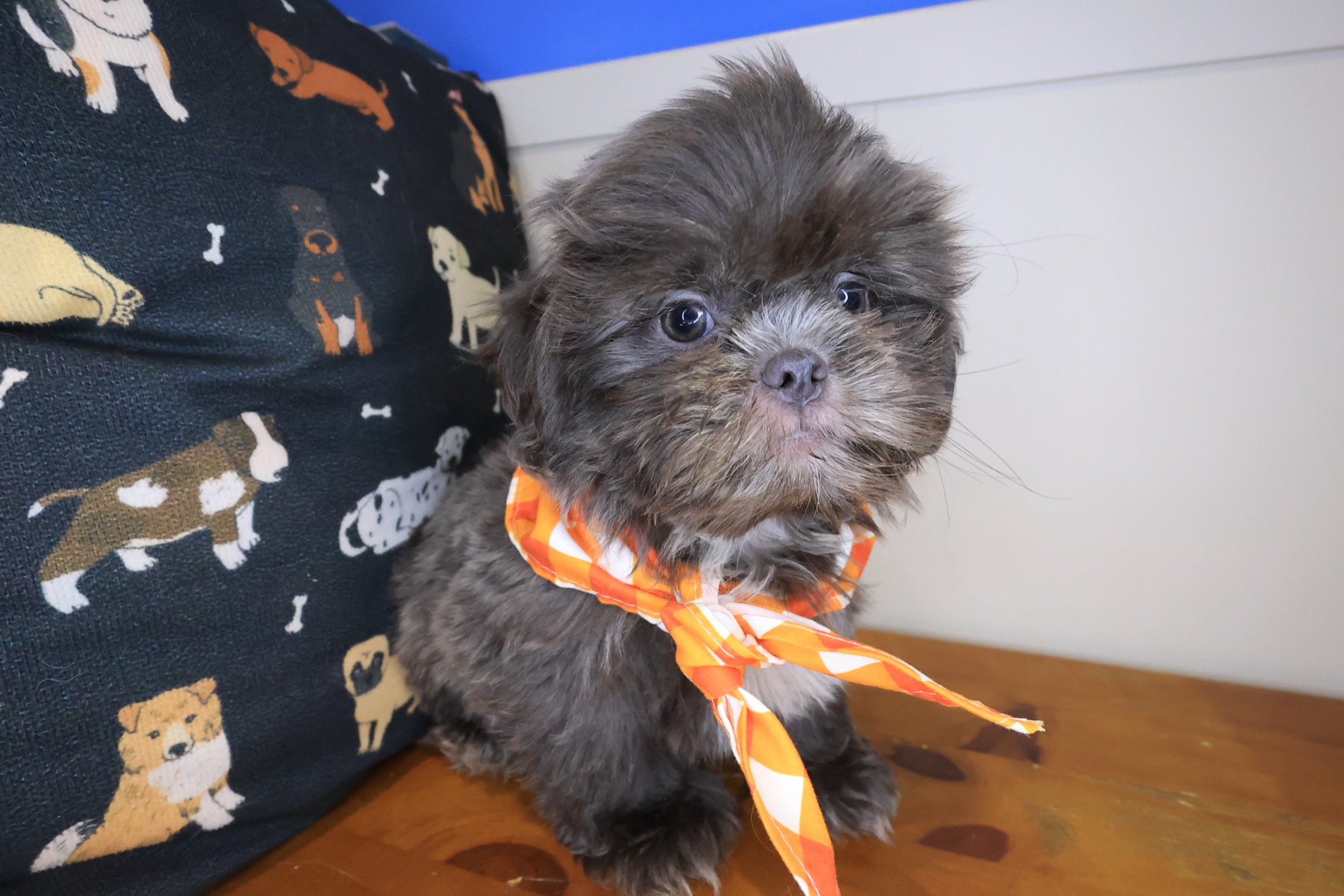 Santorini, Shih Tzu puppy photo 2