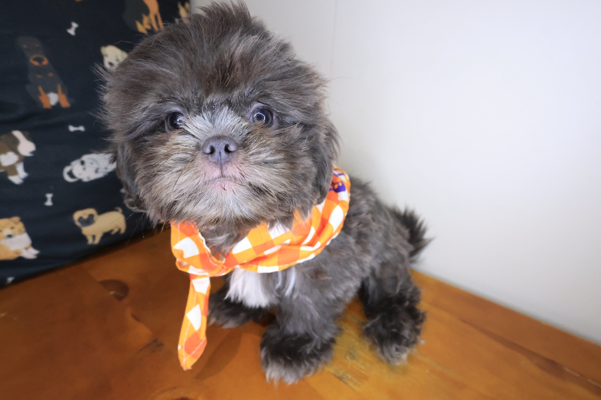 Santorini, Shih Tzu puppy photo 3