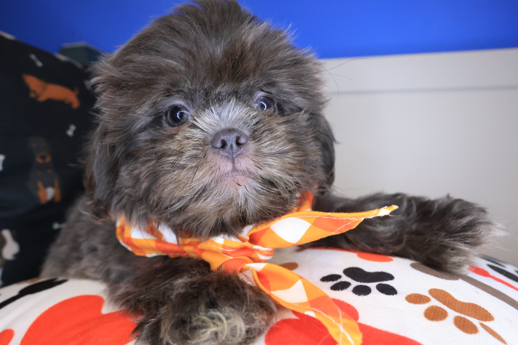 Santorini, Shih Tzu puppy photo 4