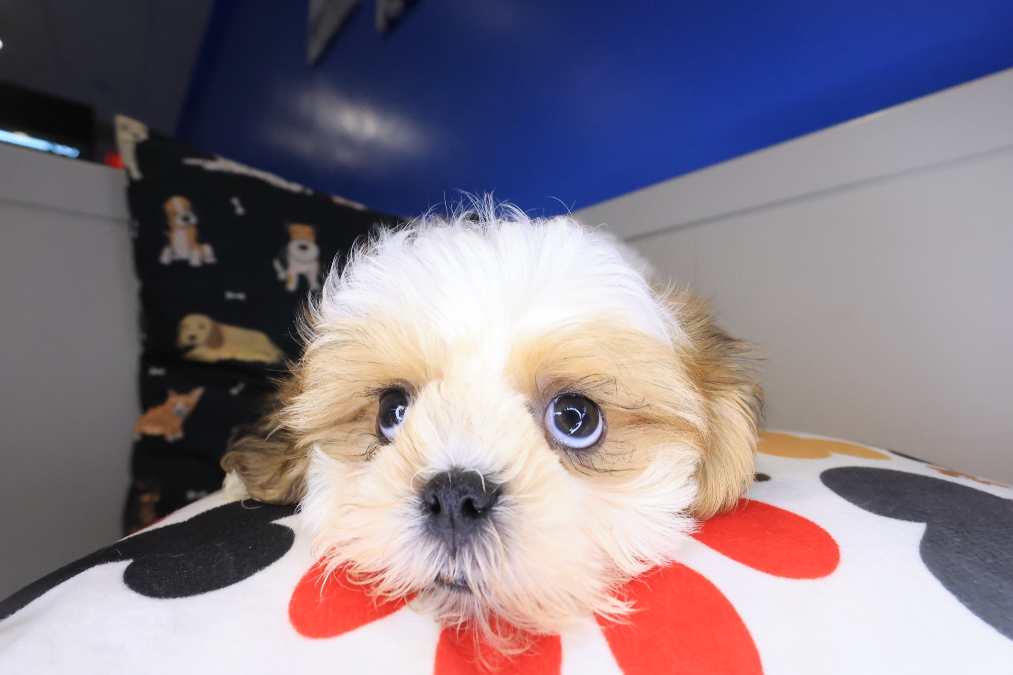 Tashi, Shih Tzu puppy photo 2