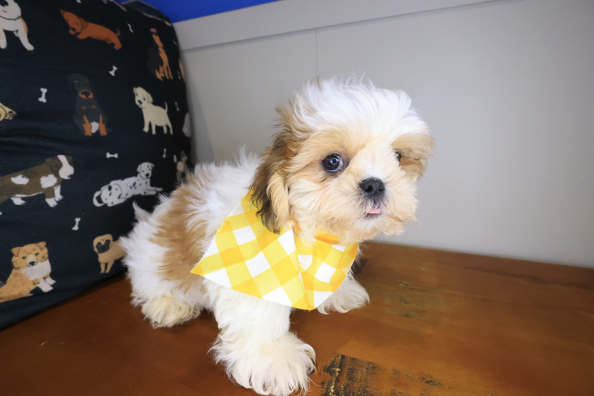 Tashi, Shih Tzu puppy photo 3
