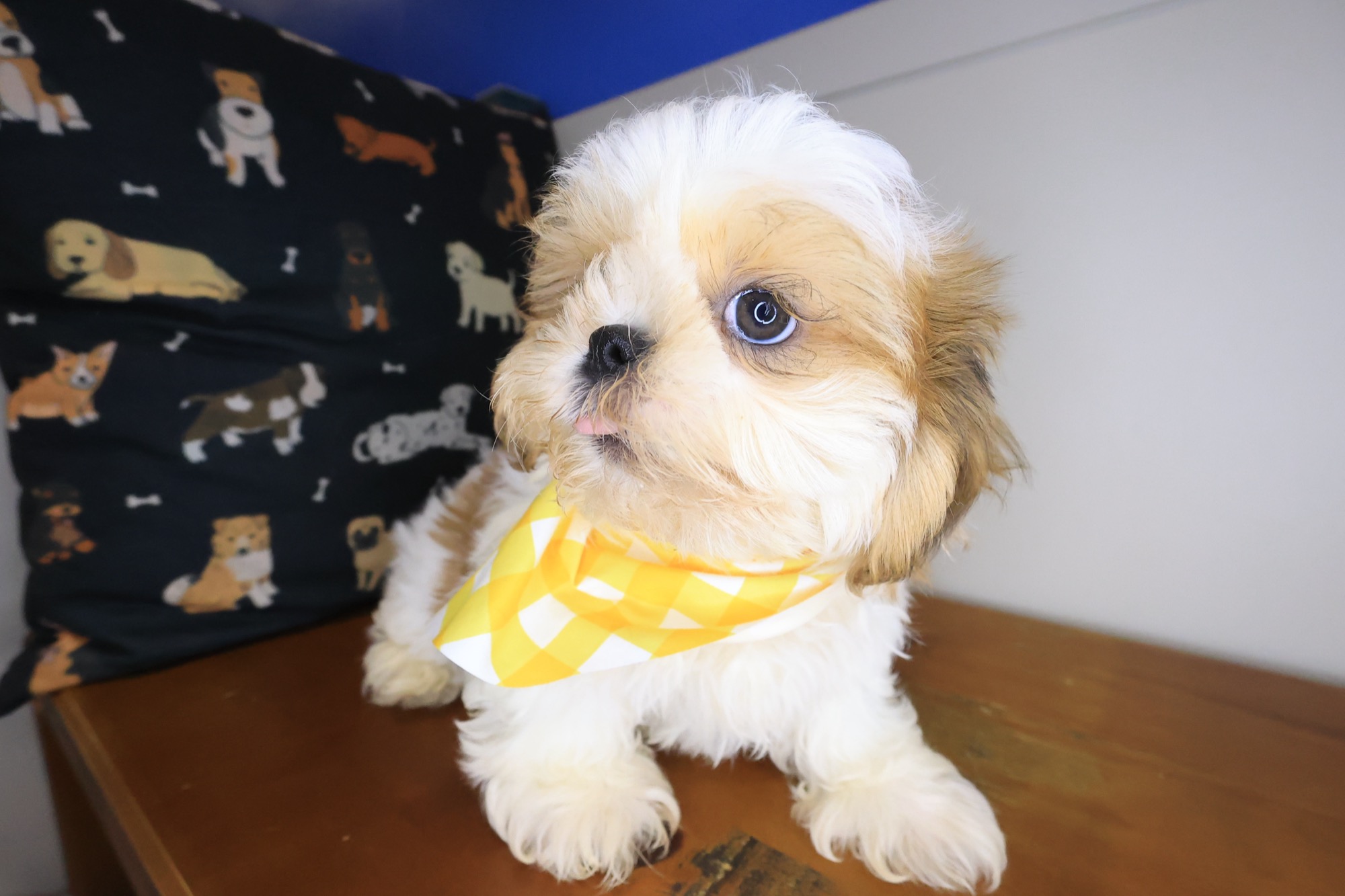Tashi, Shih Tzu puppy photo 4