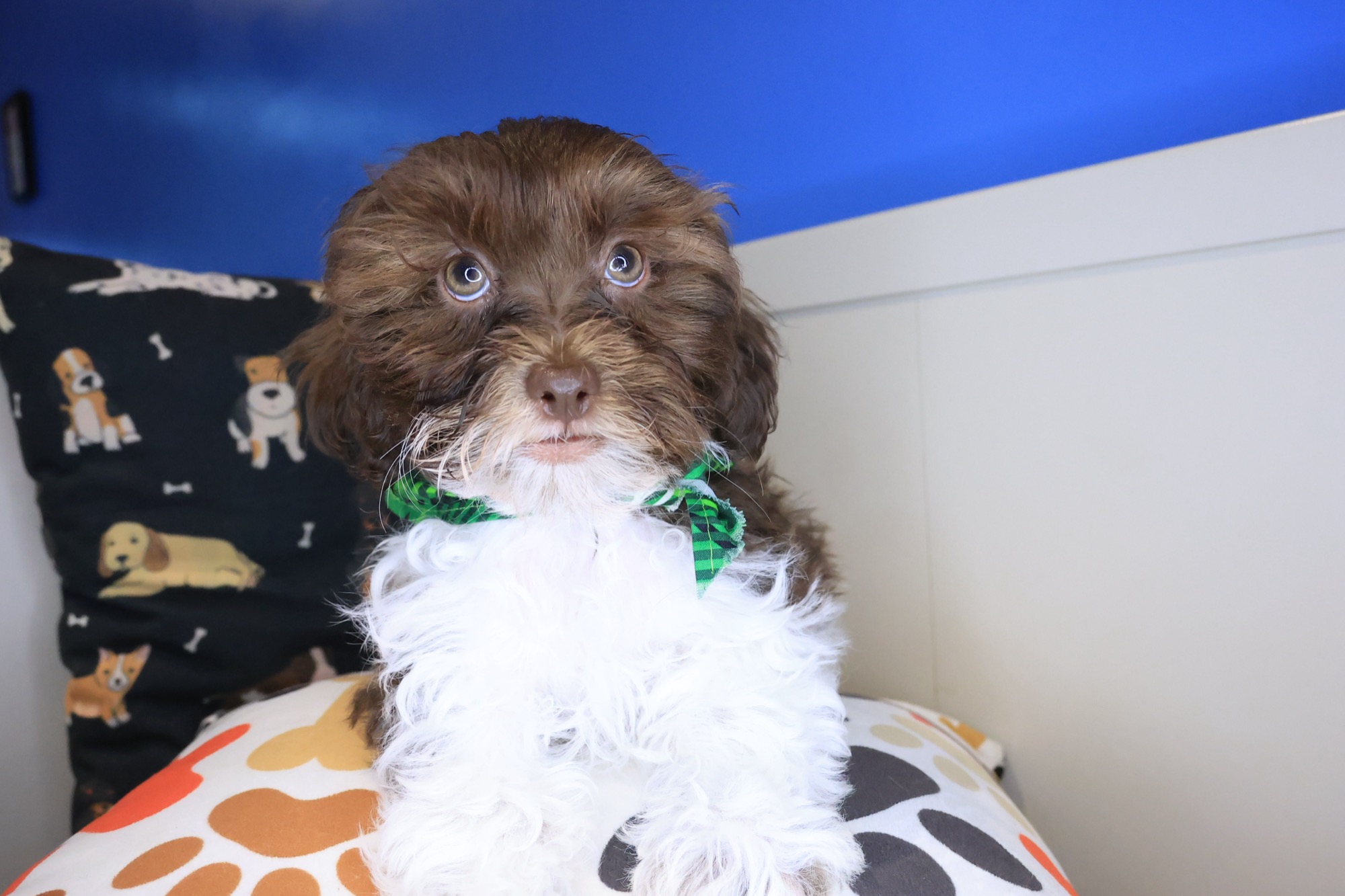 Cream, Teddy Bear puppy