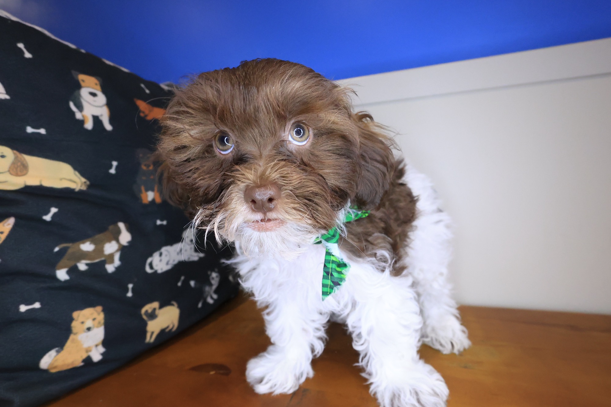 Cream, Teddy Bear puppy photo 2